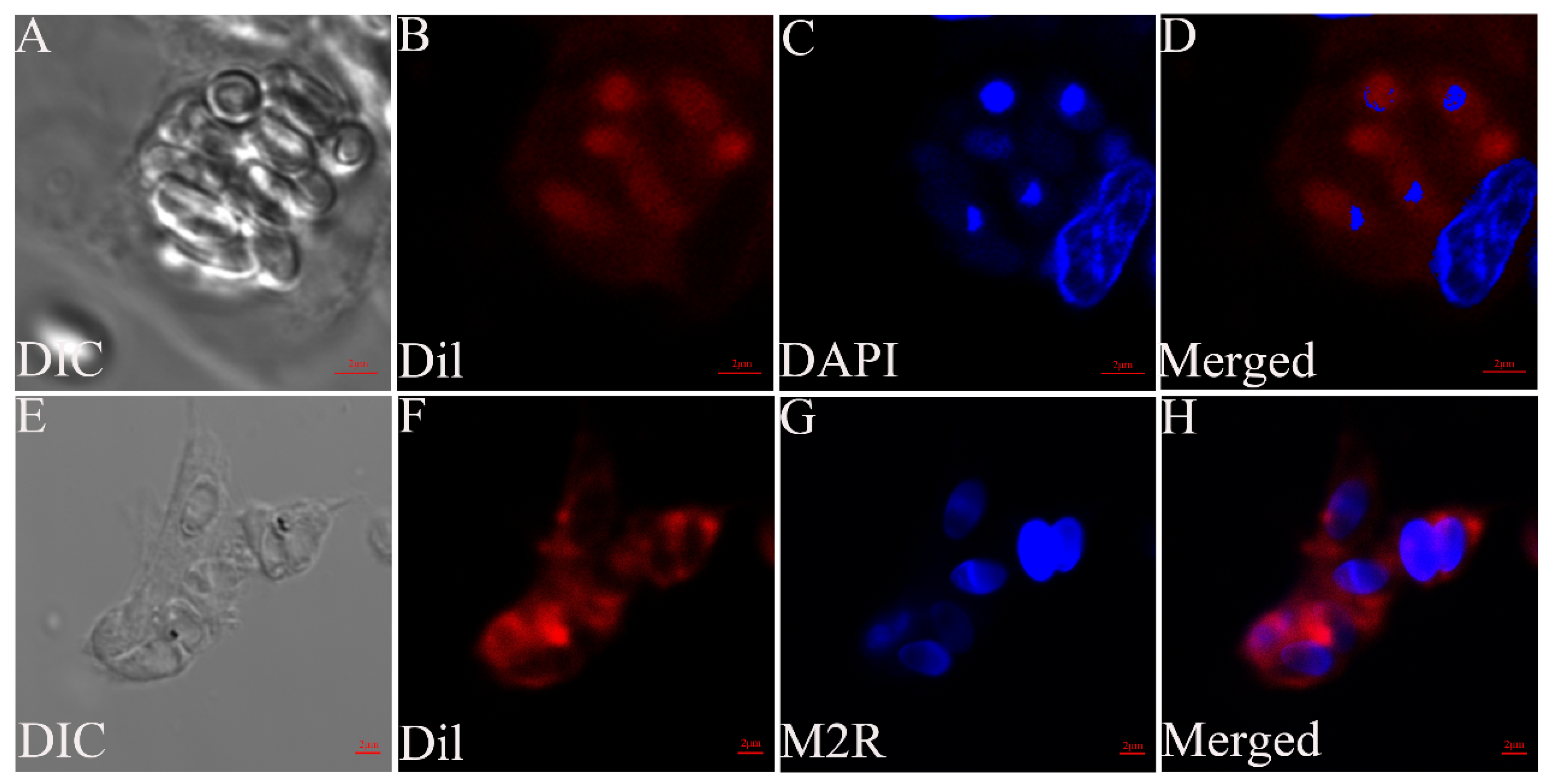Microorganisms 12 00522 g002