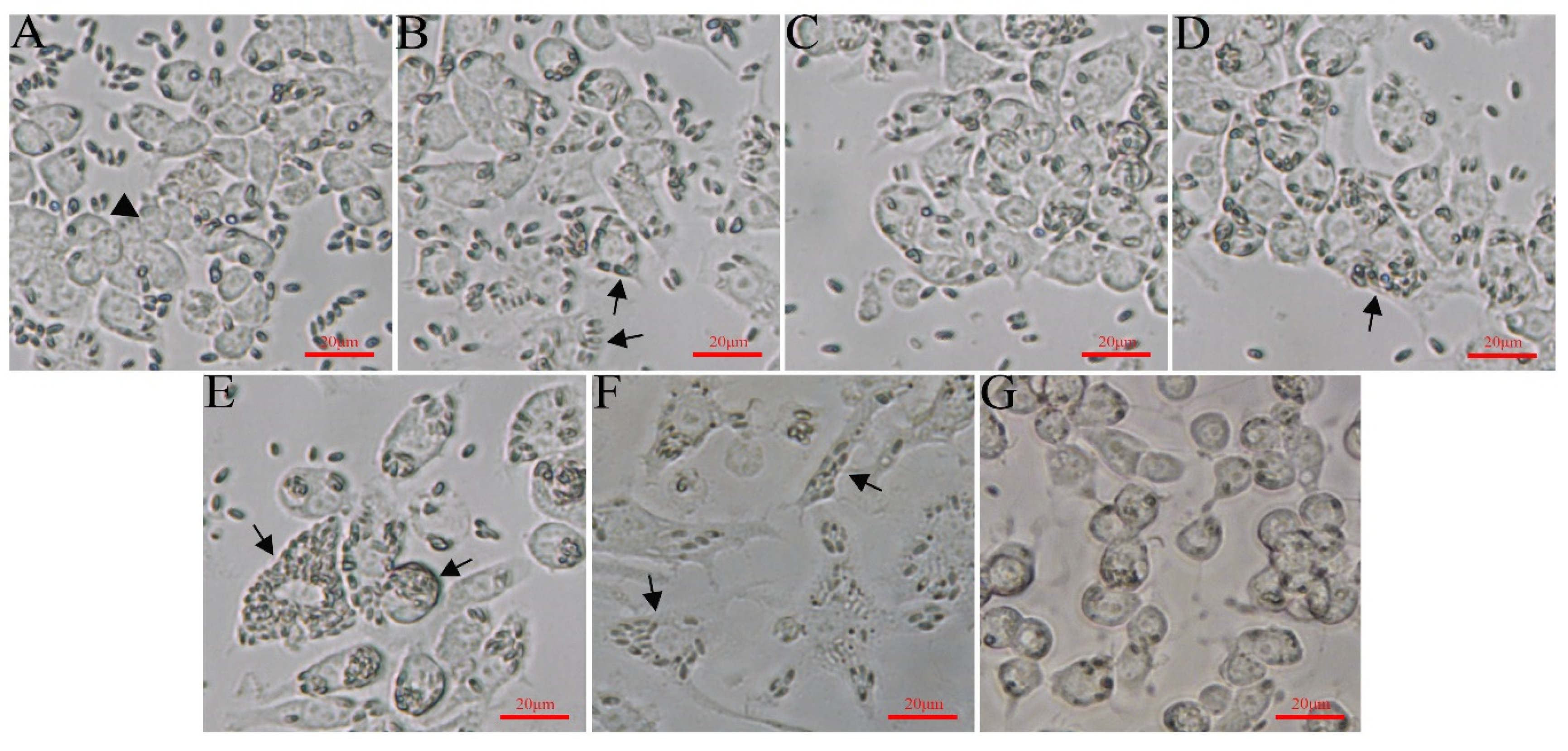 Microorganisms 12 00522 g003