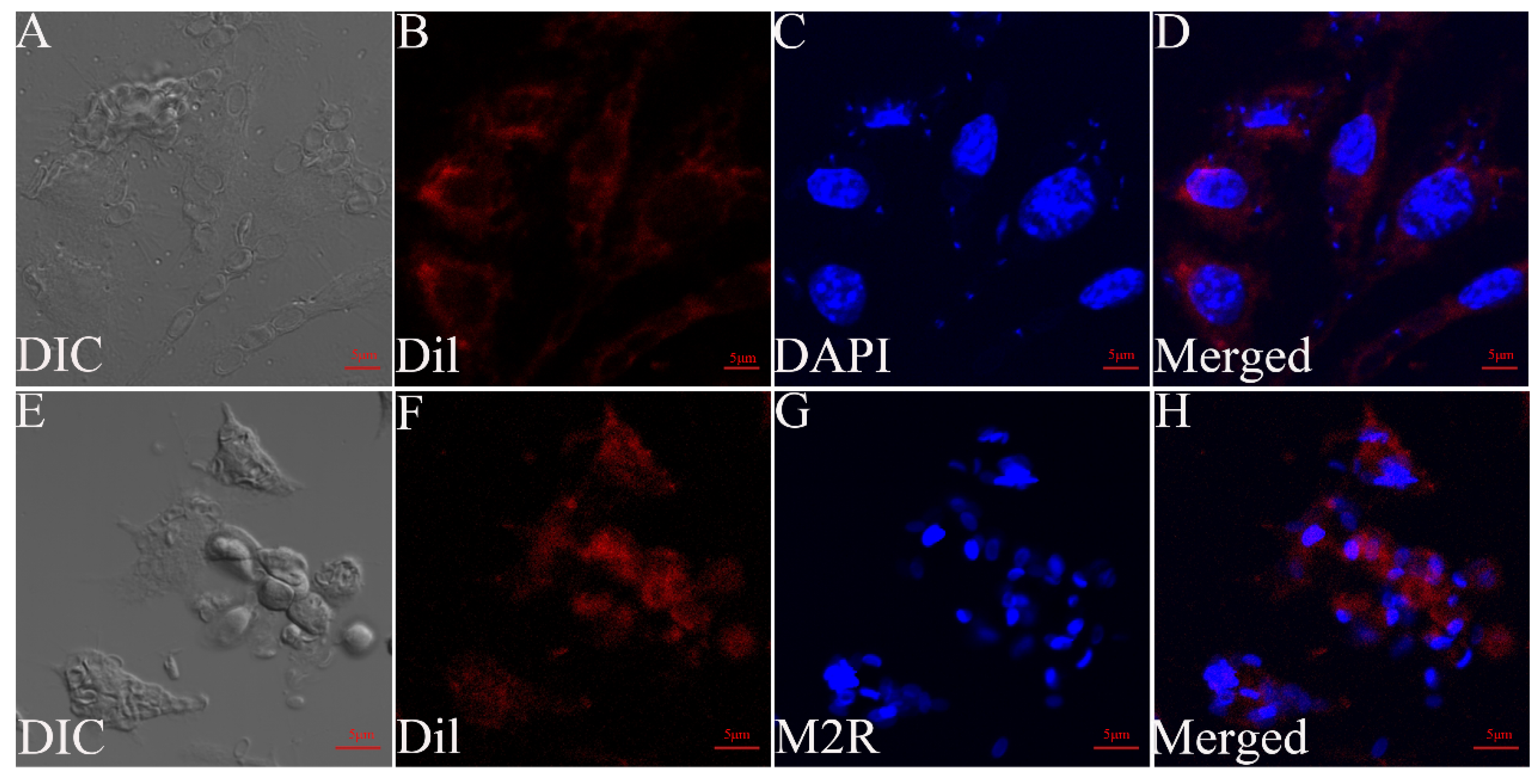 Microorganisms 12 00522 g004