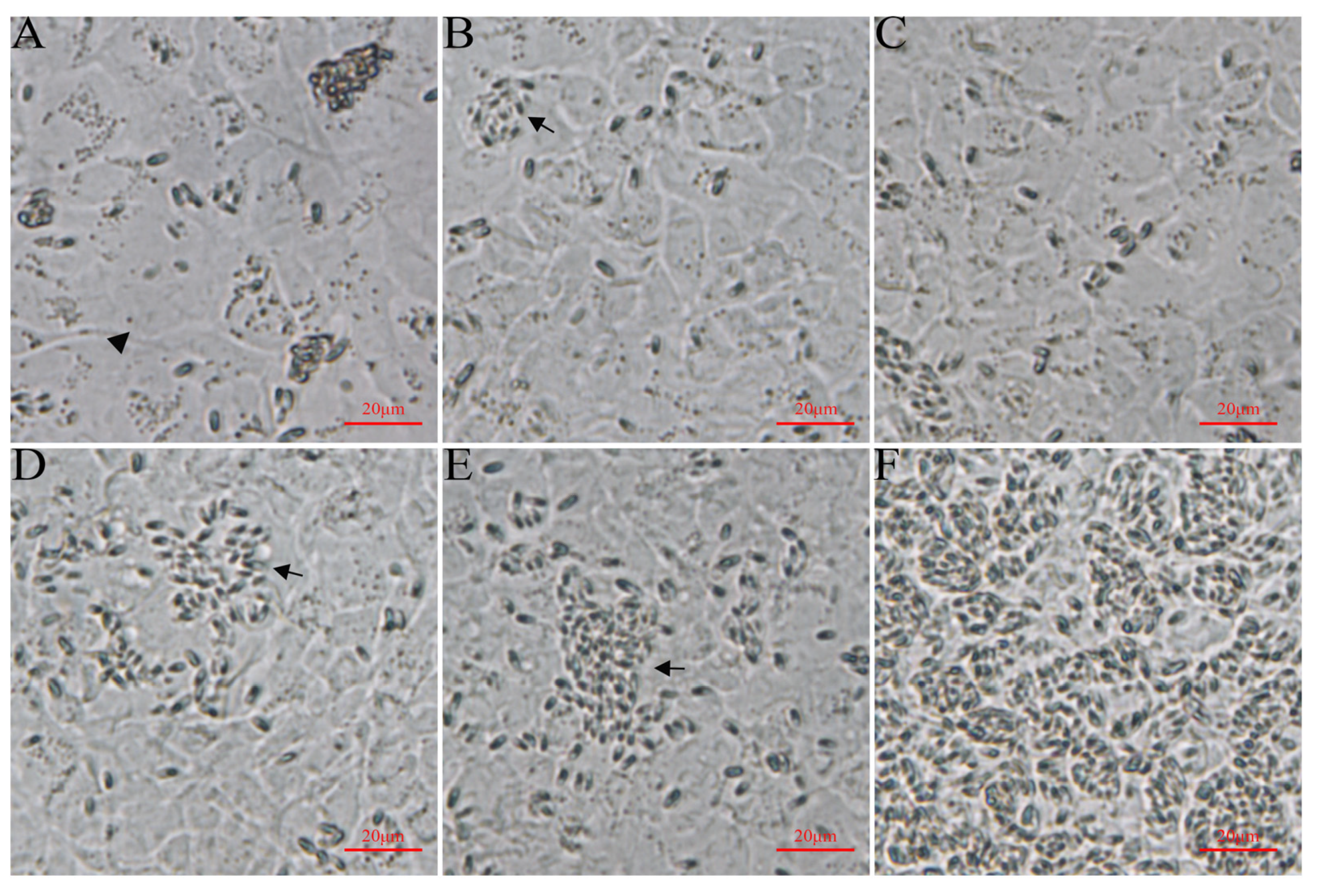 Microorganisms 12 00522 g005