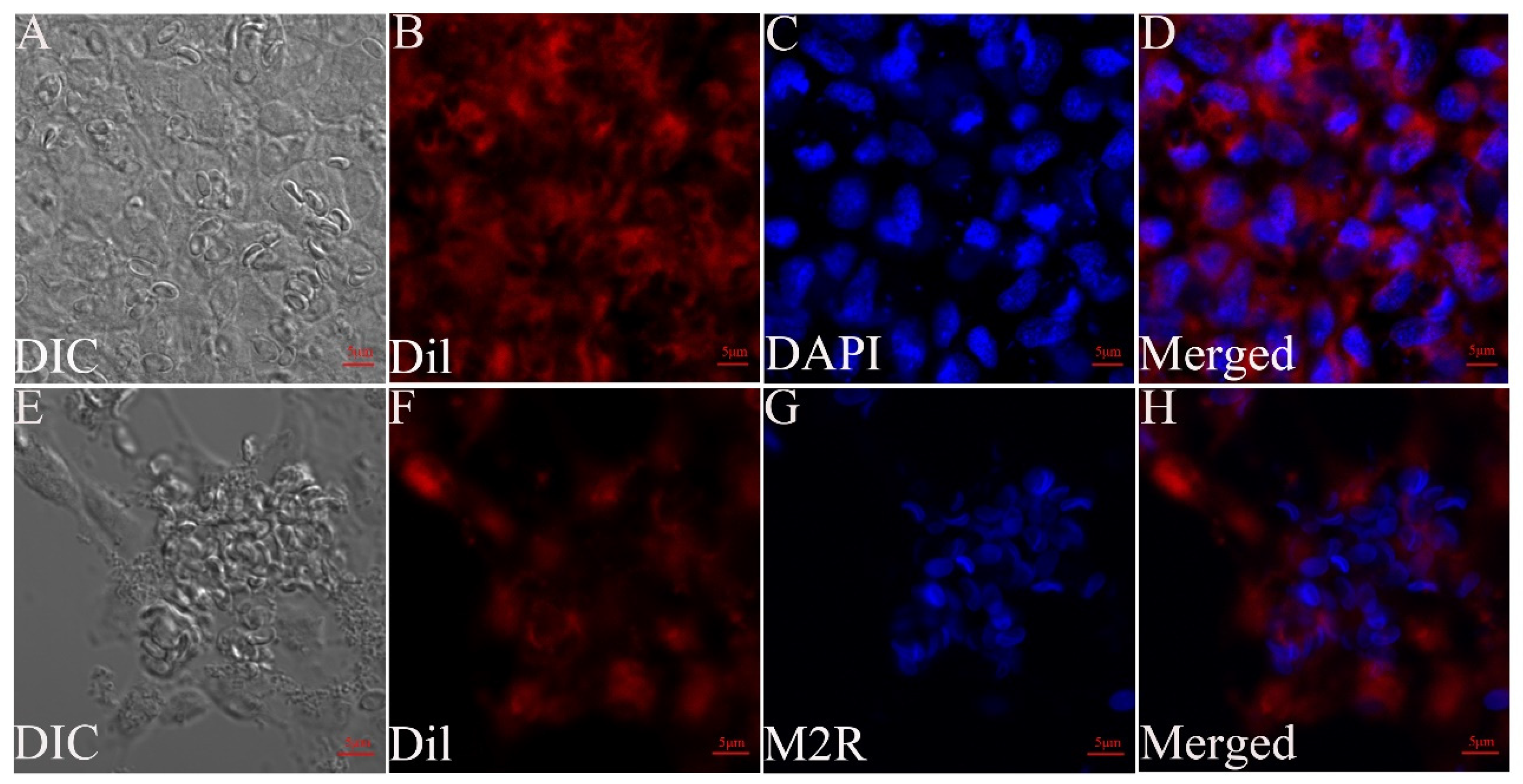 Microorganisms 12 00522 g006