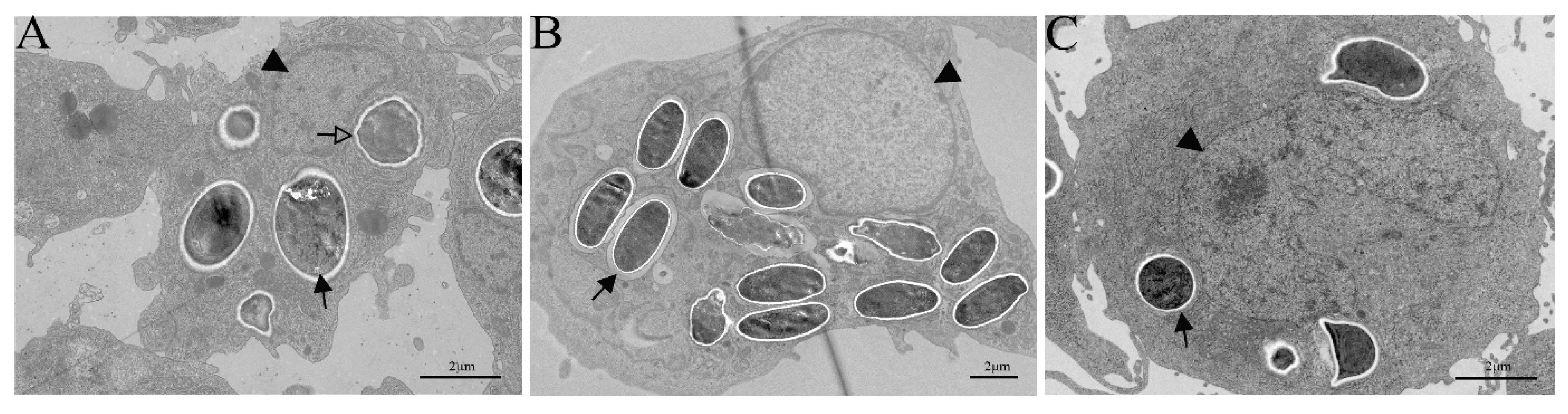 Microorganisms 12 00522 g007