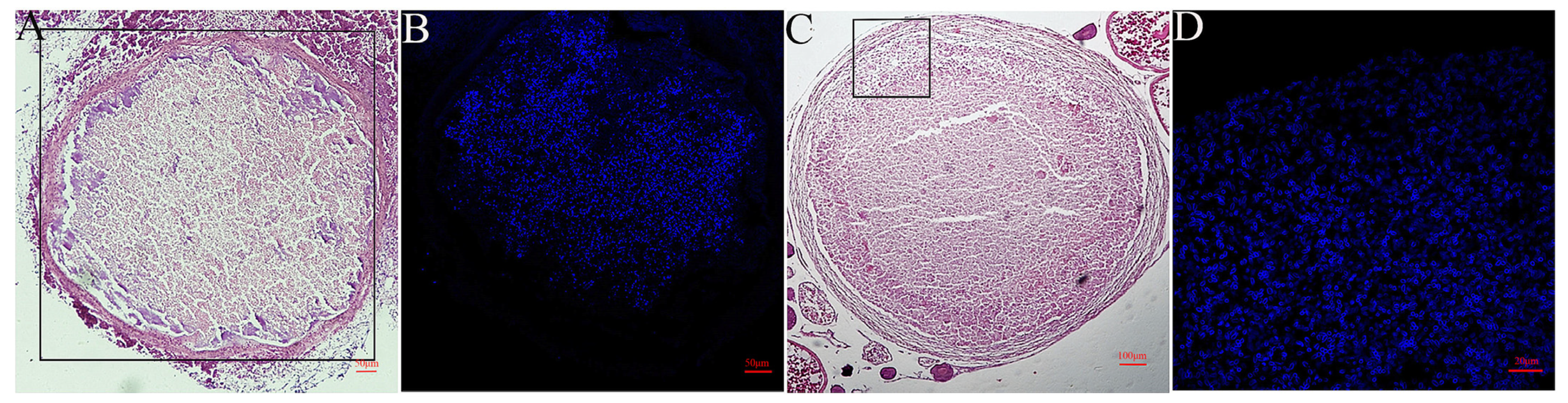 Microorganisms 12 00522 g009
