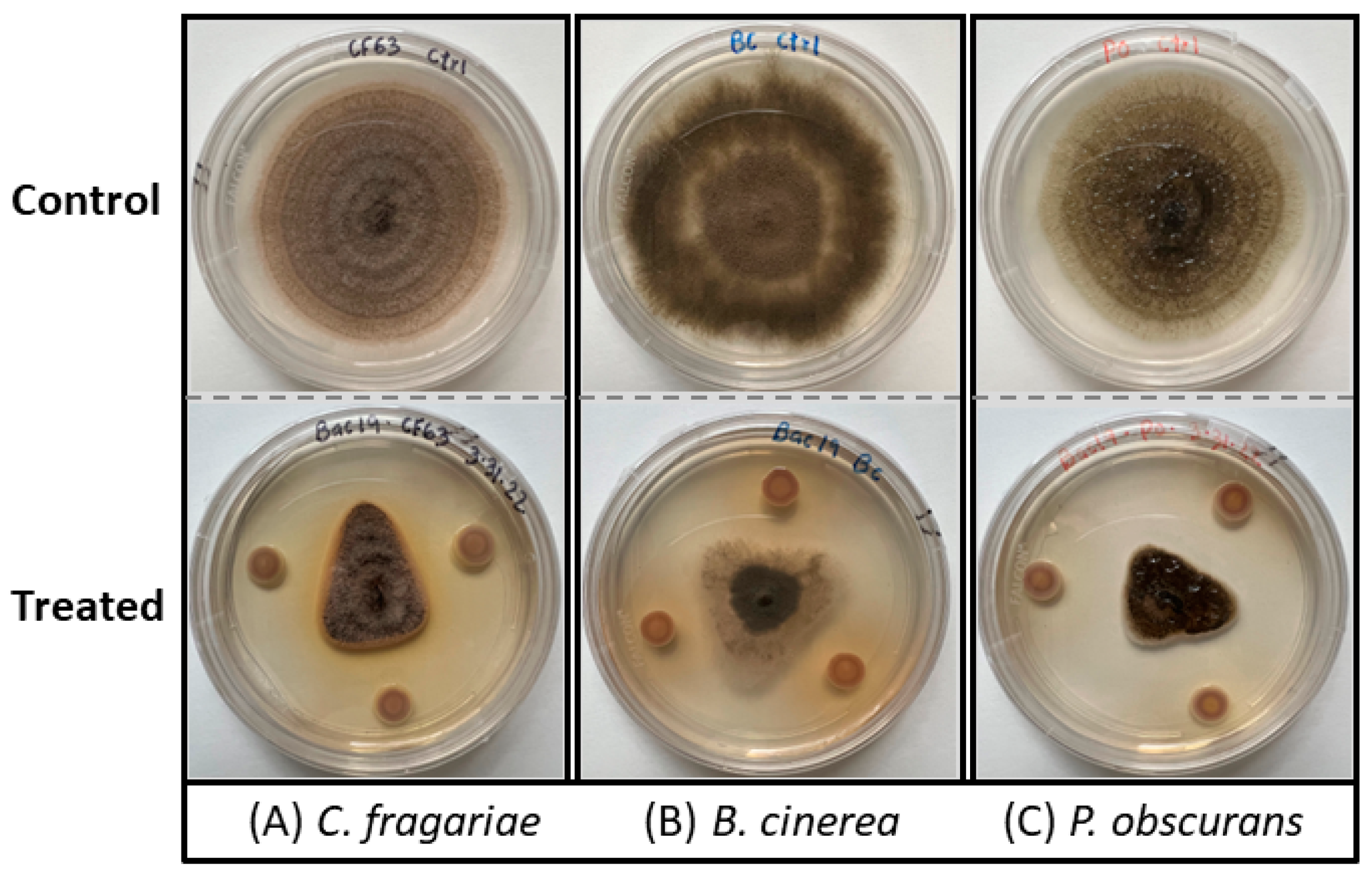 Microorganisms 12 00548 g001