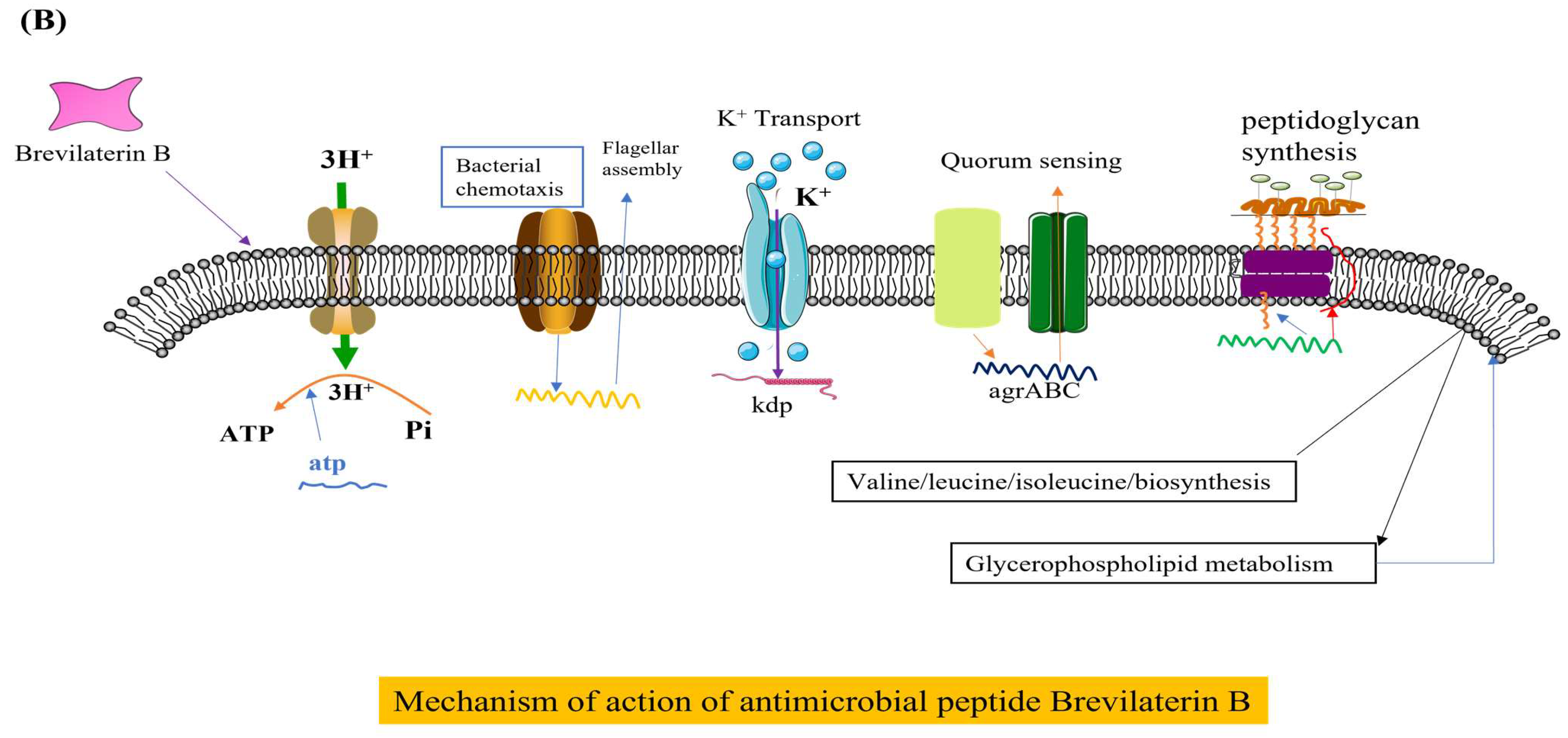 Microorganisms 12 00564 g002b
