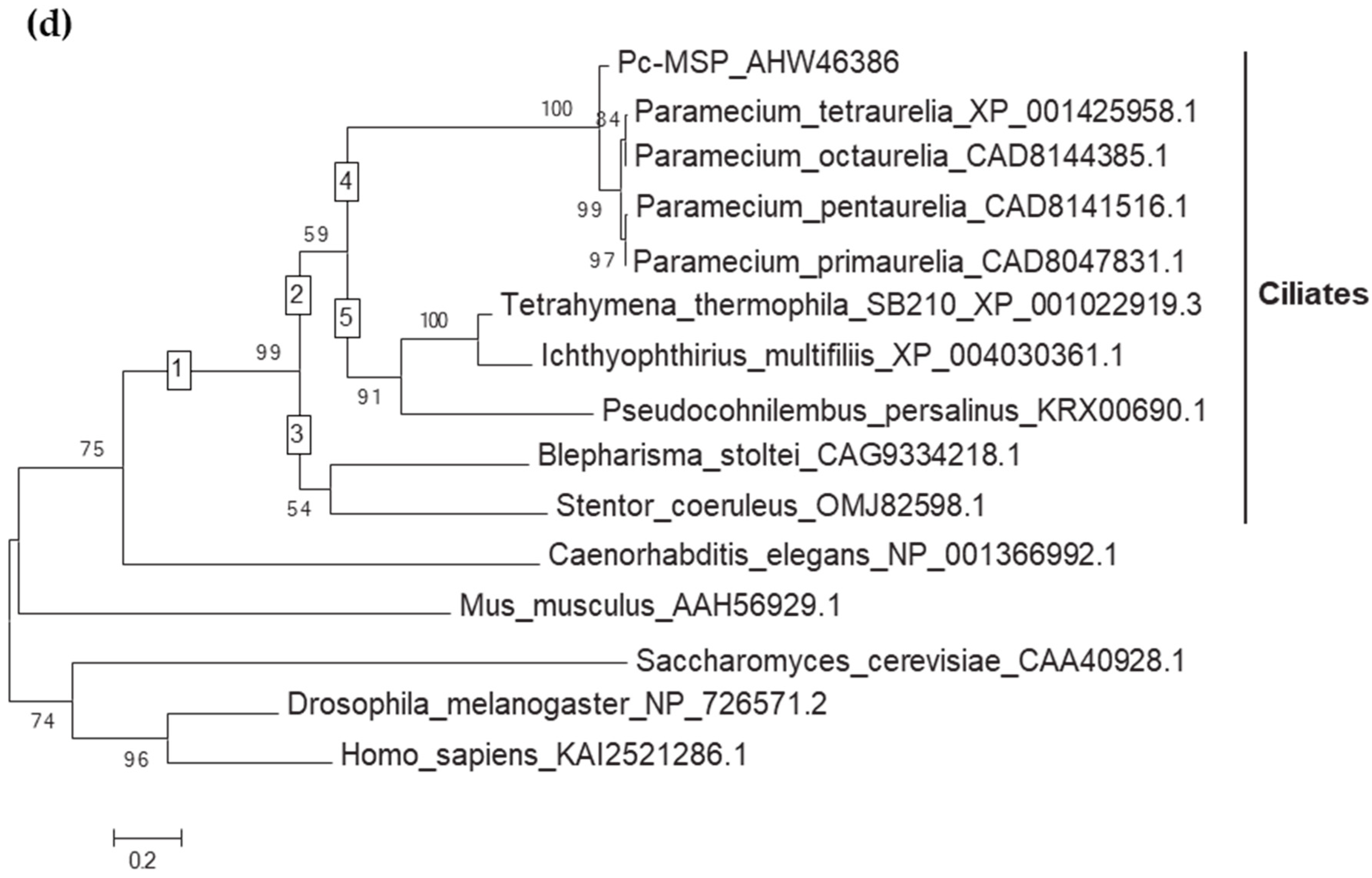 Microorganisms 12 00588 g001c