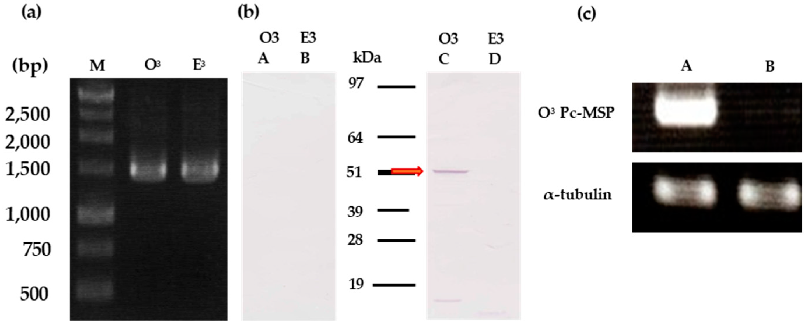 Microorganisms 12 00588 g002