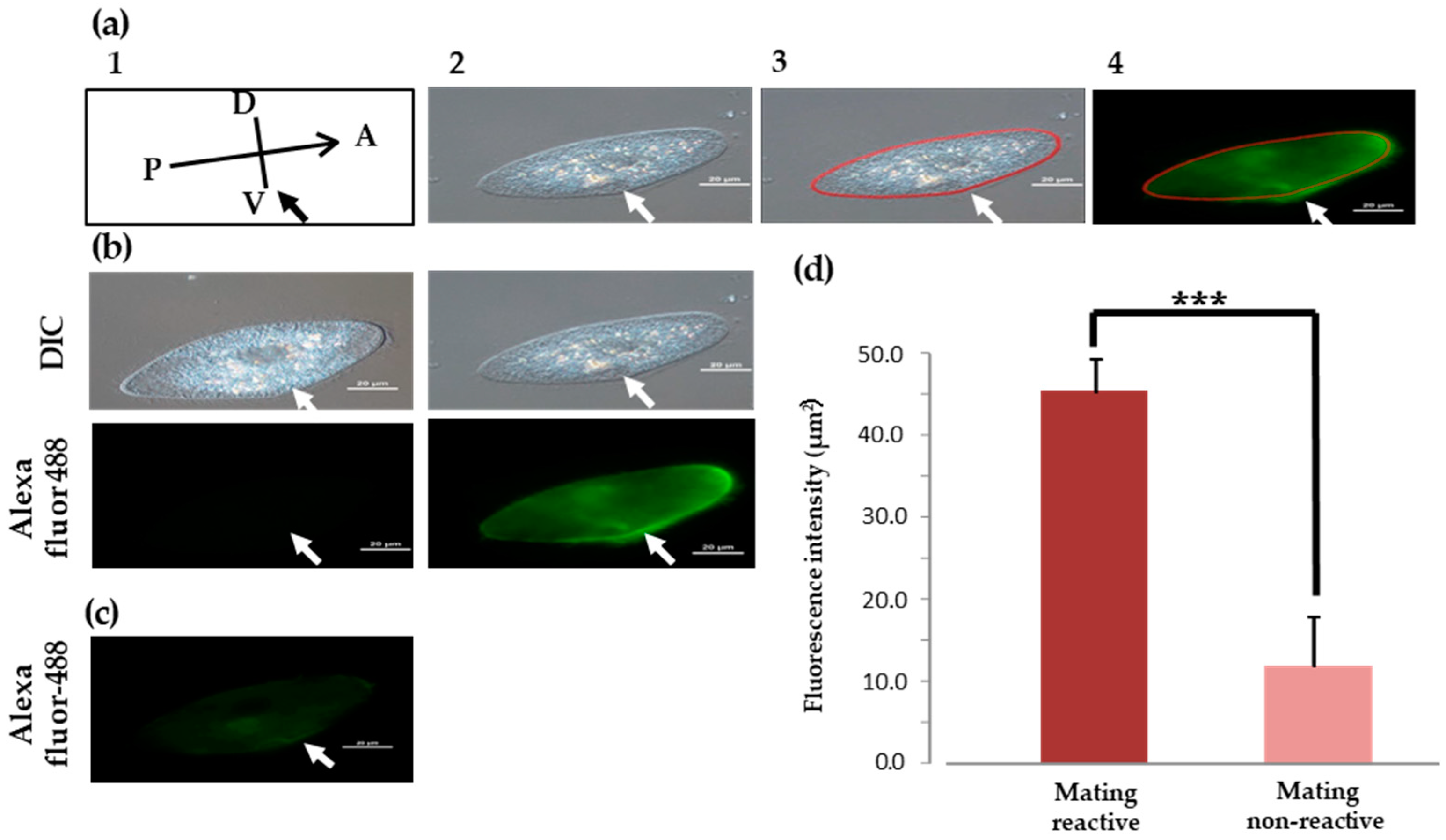 Microorganisms 12 00588 g003