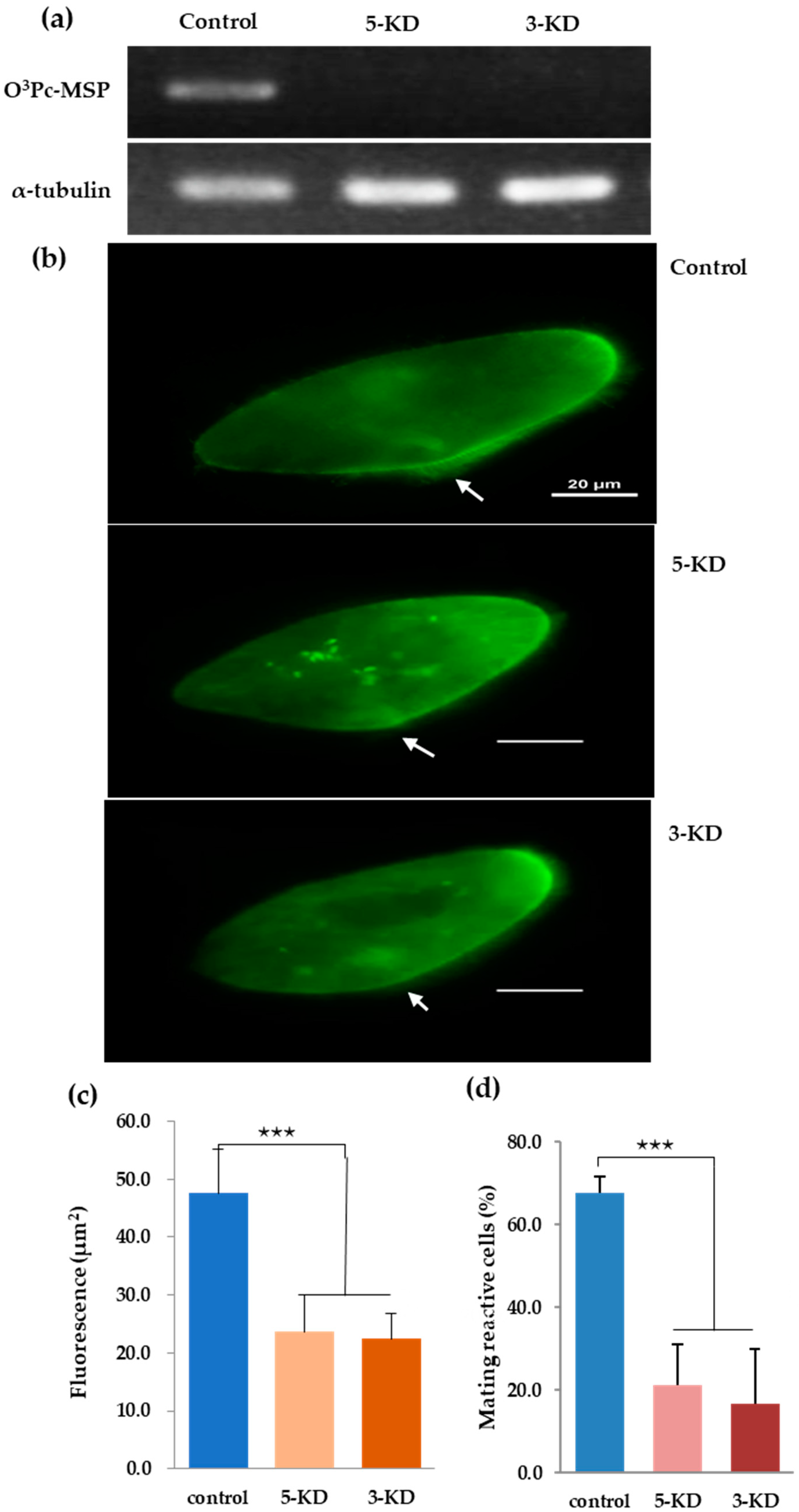 Microorganisms 12 00588 g005