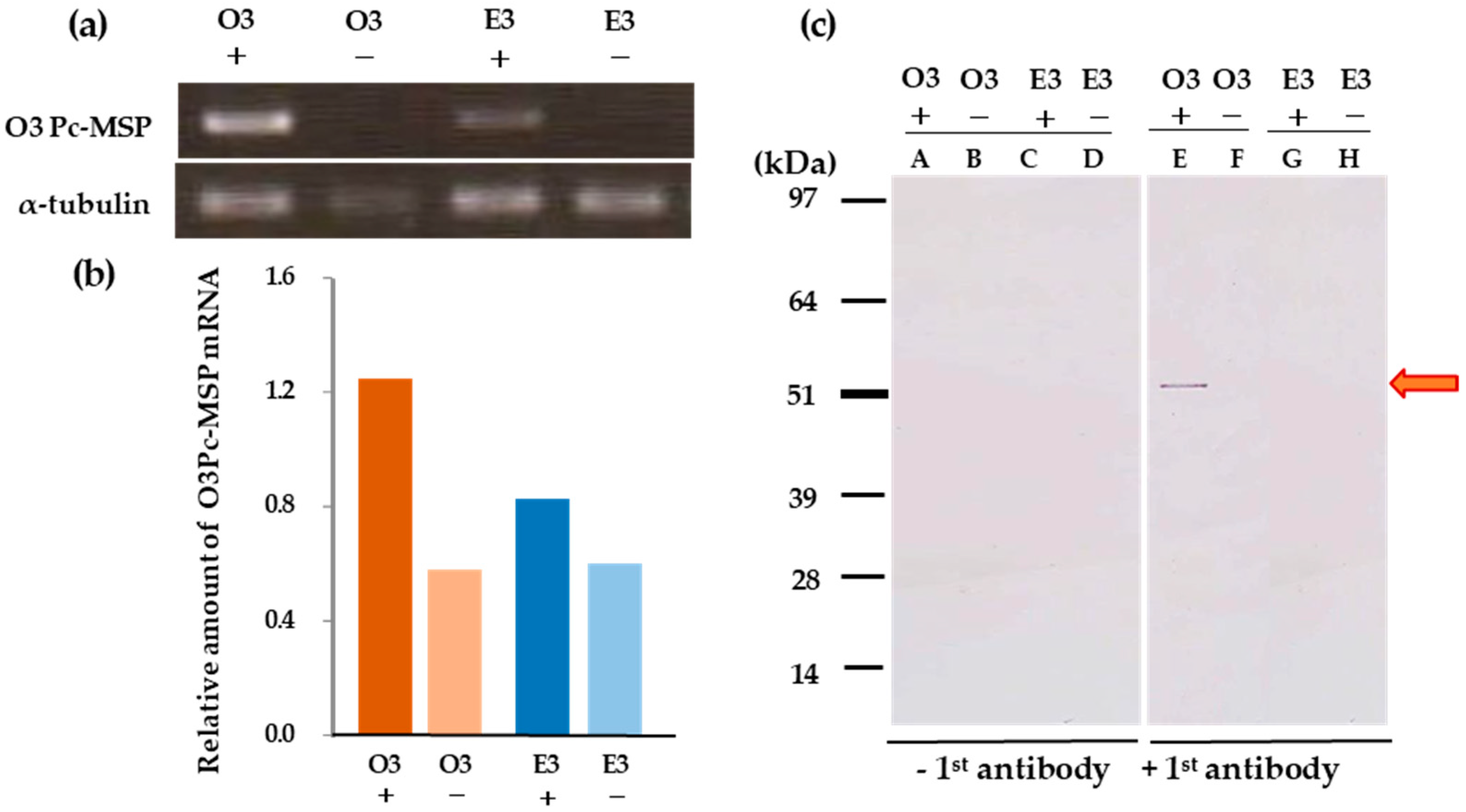 Microorganisms 12 00588 g007