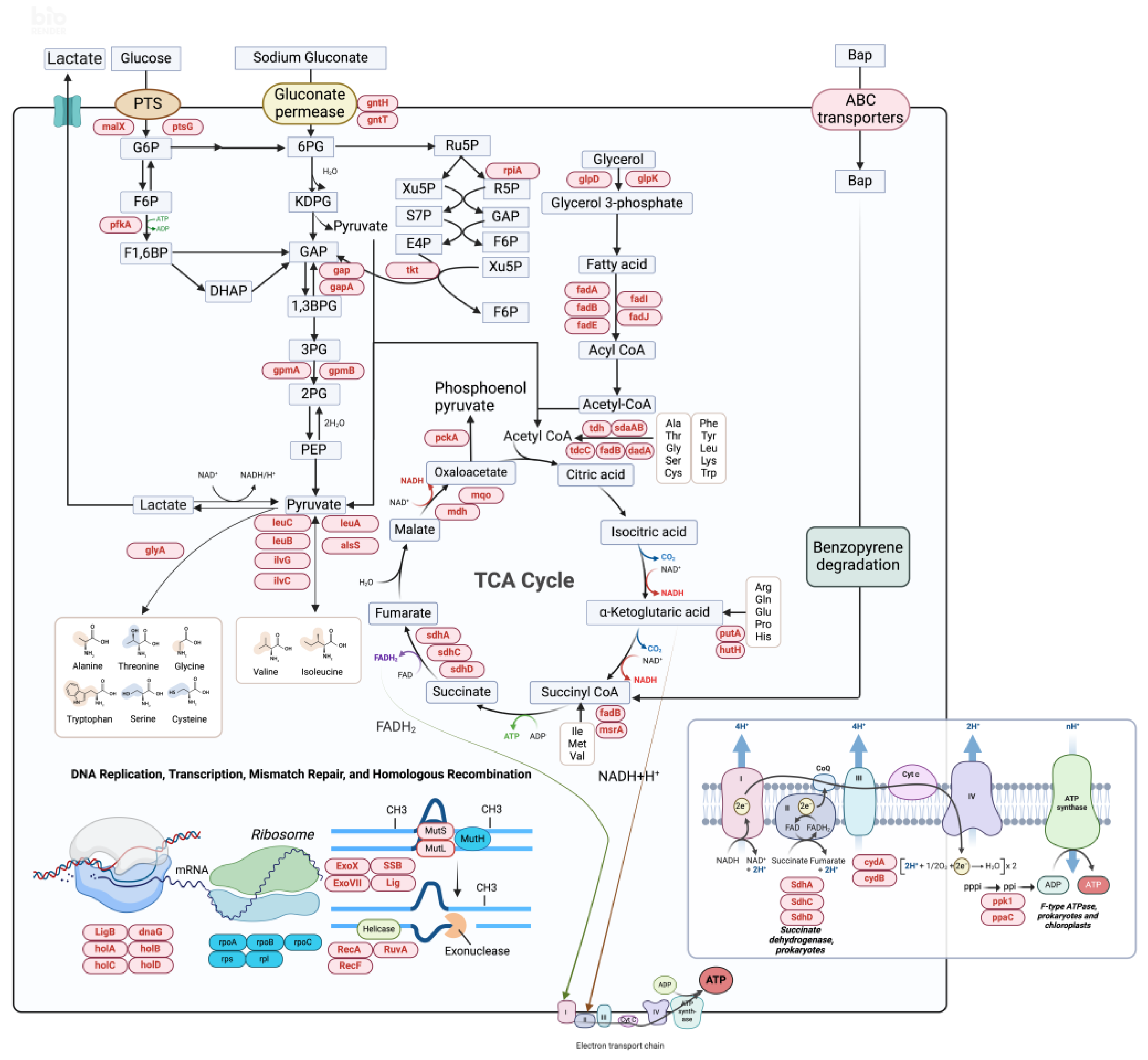 Microorganisms 12 00592 g007