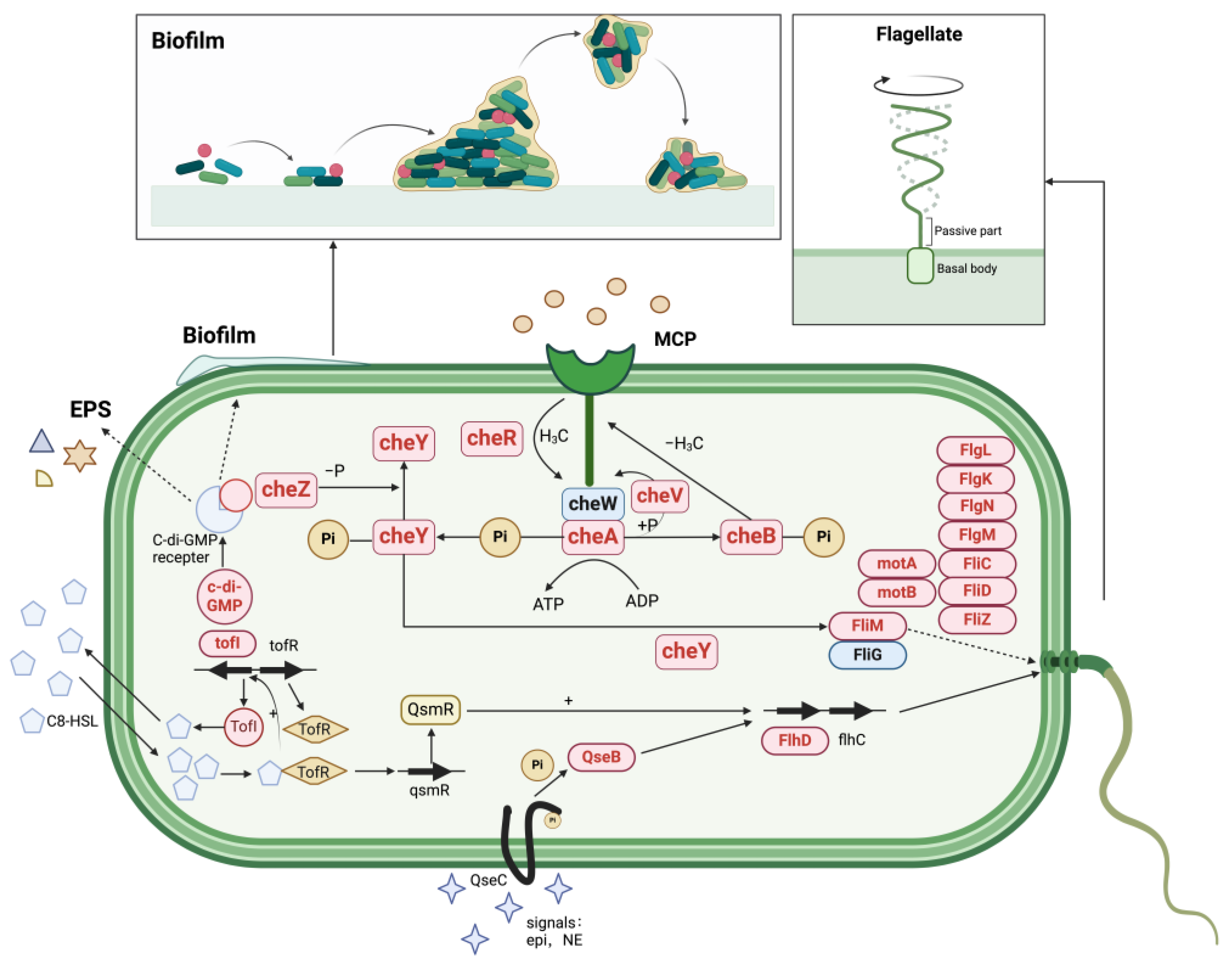 Microorganisms 12 00592 g008