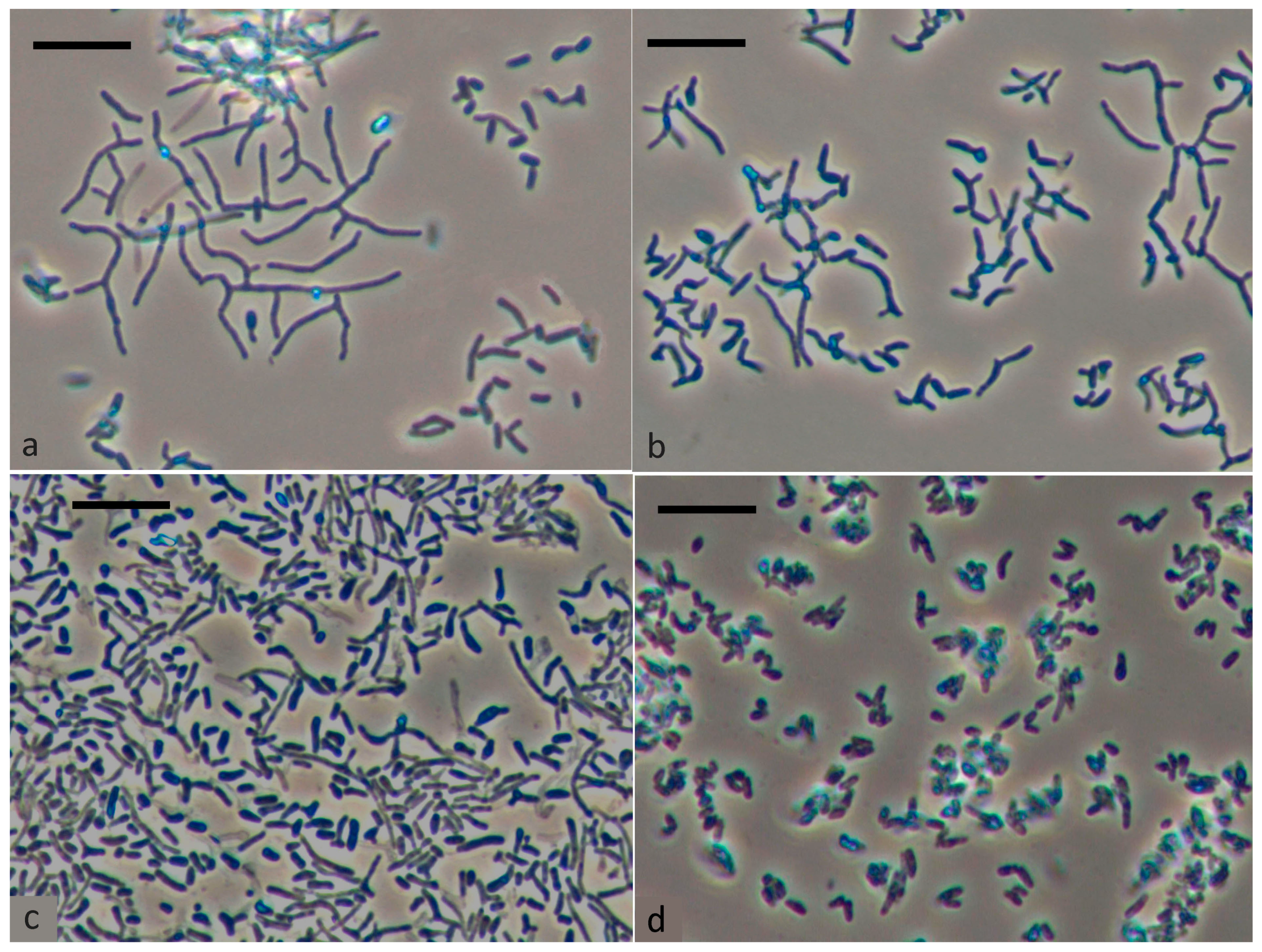 Microorganisms 12 00597 g001 Microorganisms 12 00597 g001