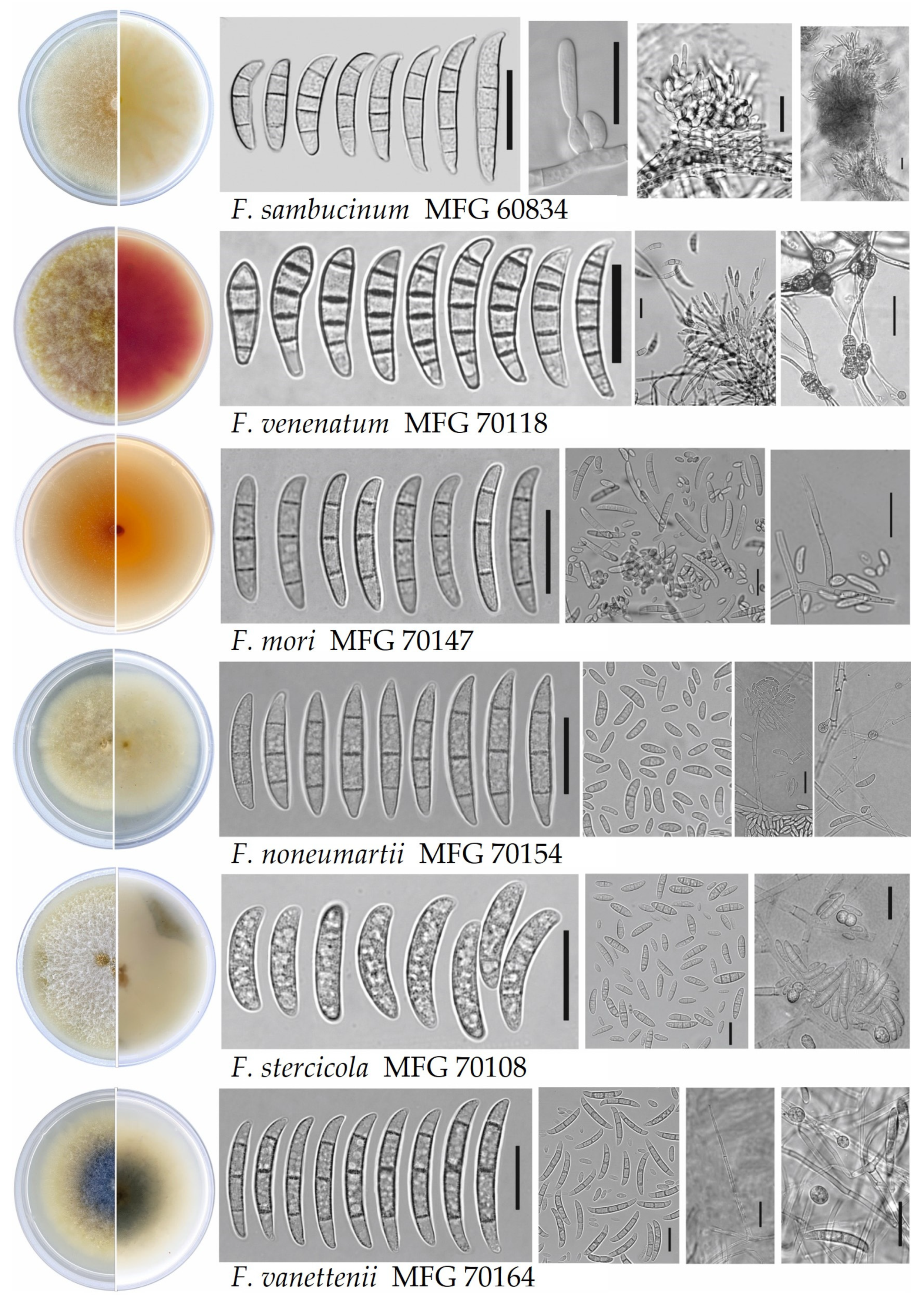 Microorganisms 12 00598 g003 Microorganisms 12 00598 g003