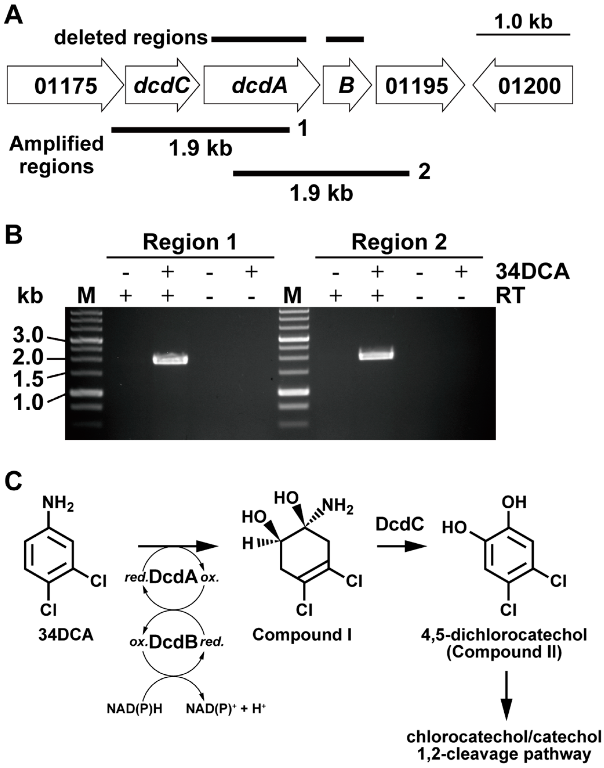 Microorganisms 12 00613 g001