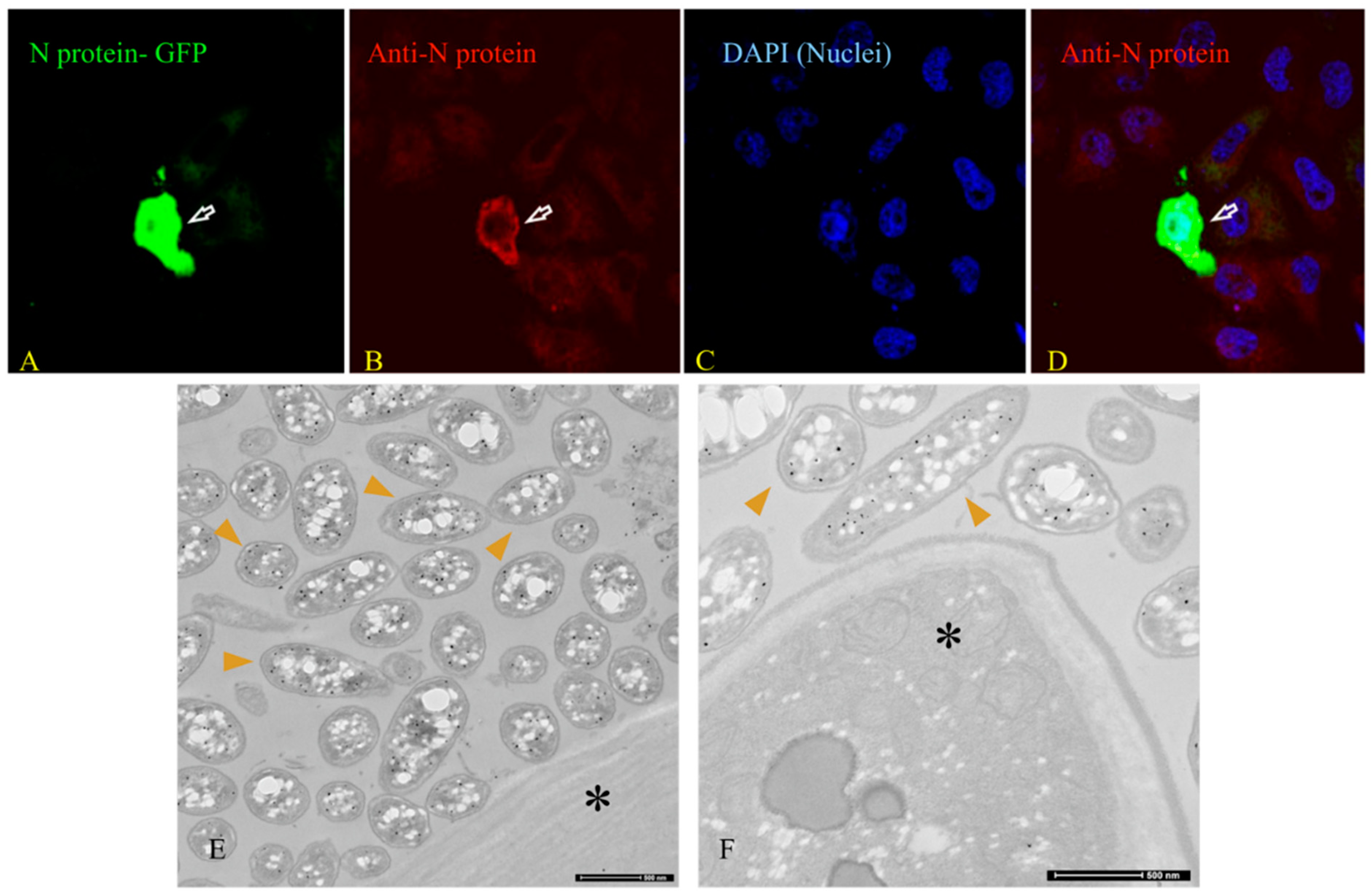 Microorganisms 12 00643 g003