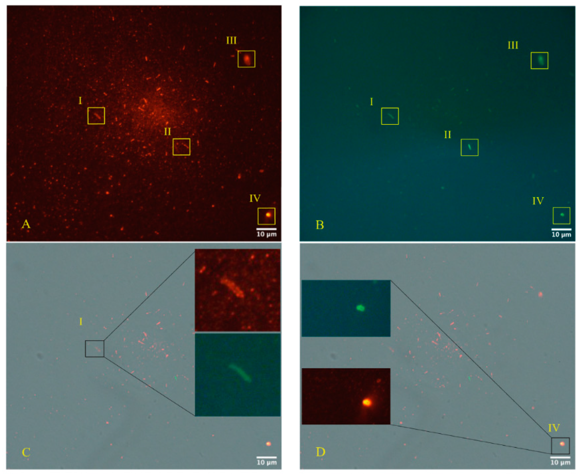 Microorganisms 12 00643 g004a