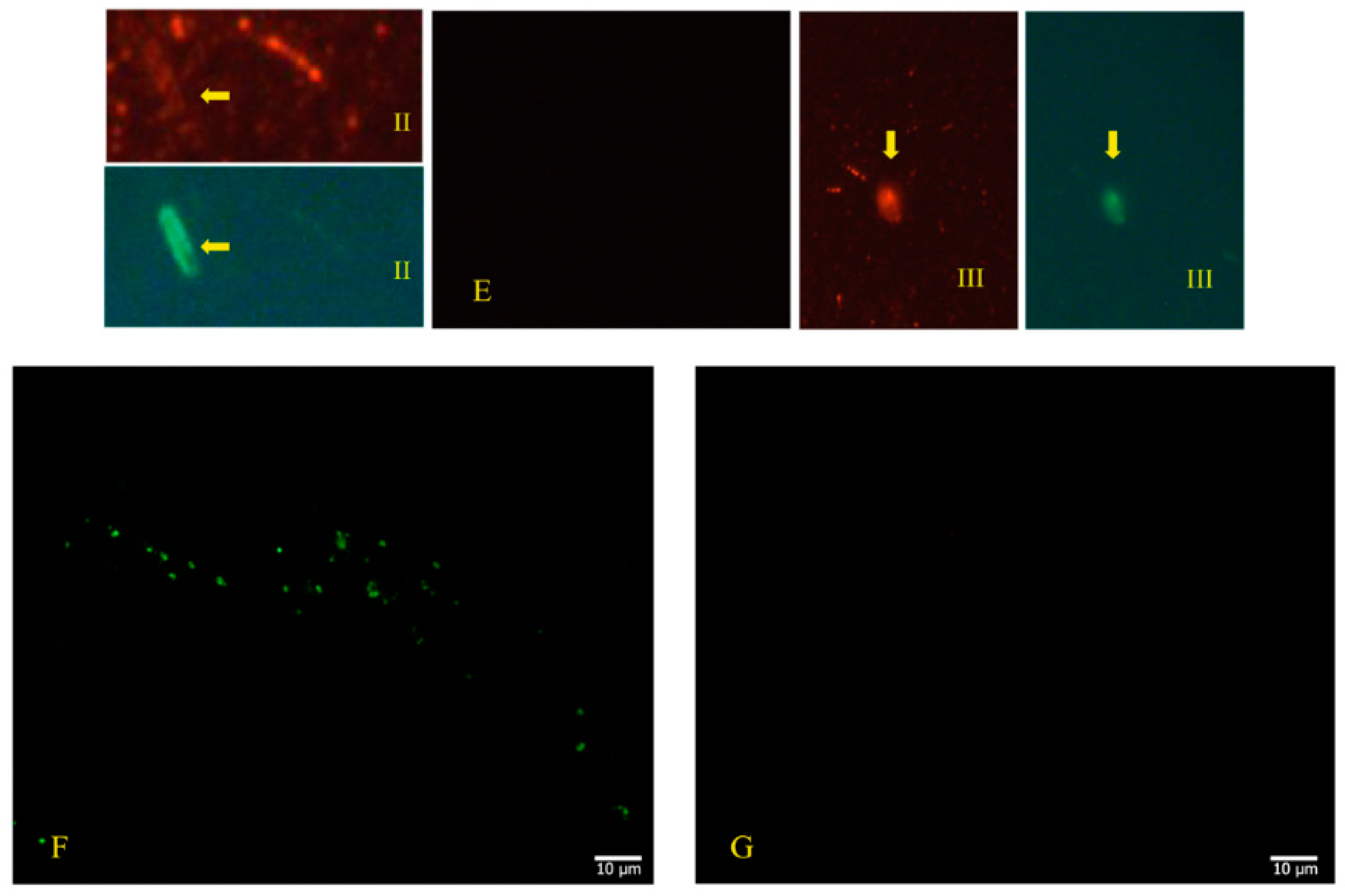 Microorganisms 12 00643 g004b