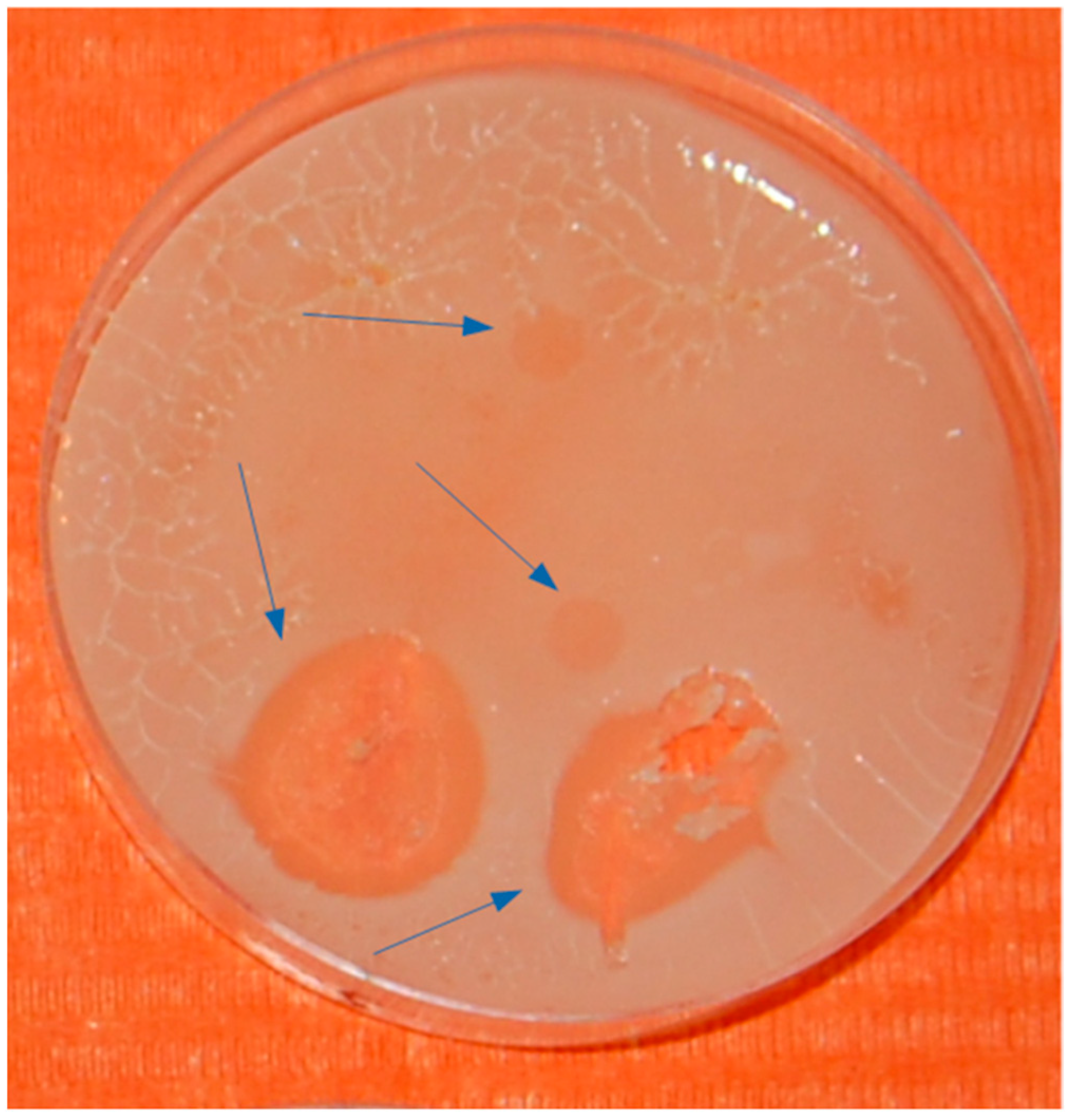 Microorganisms 12 00643 g005