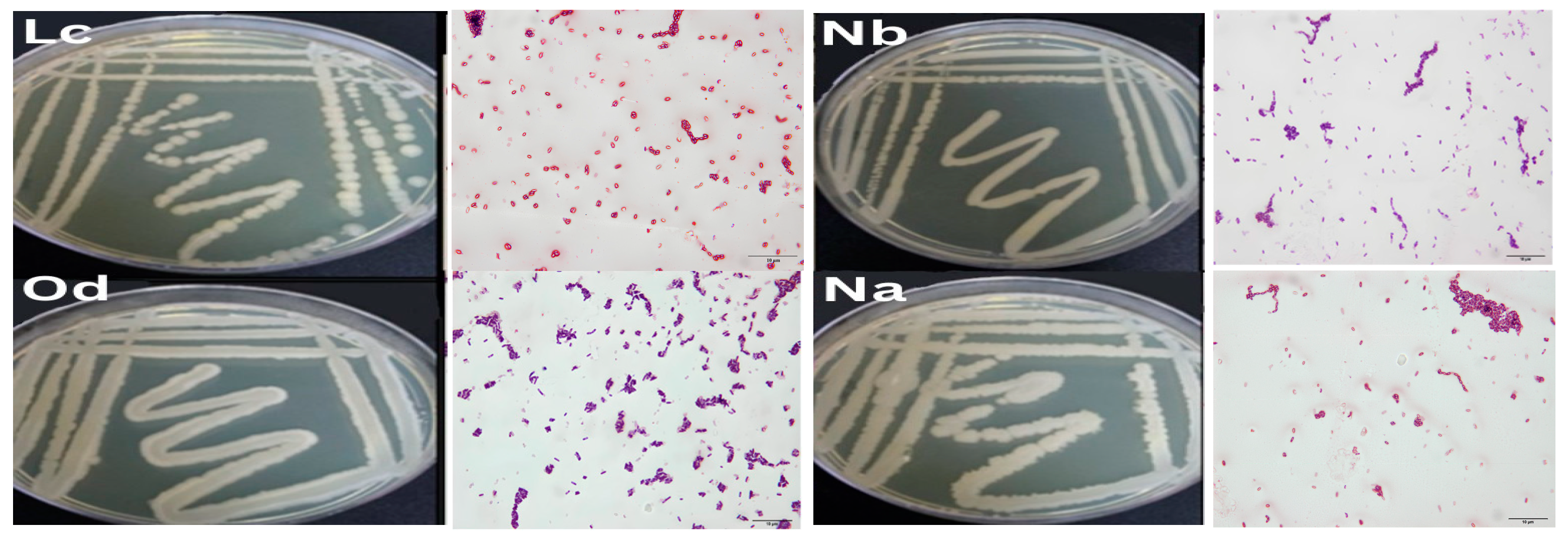 Microorganisms 12 00651 g001