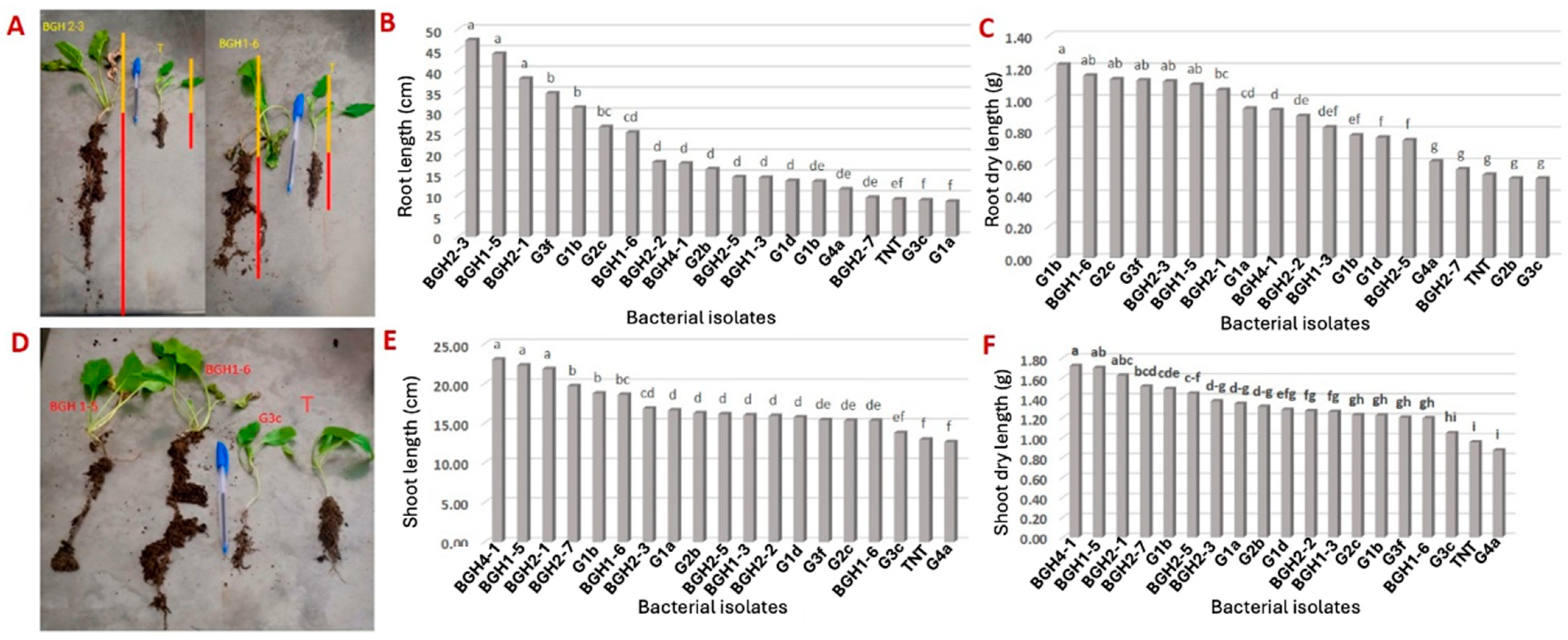 Microorganisms 12 00668 g002
