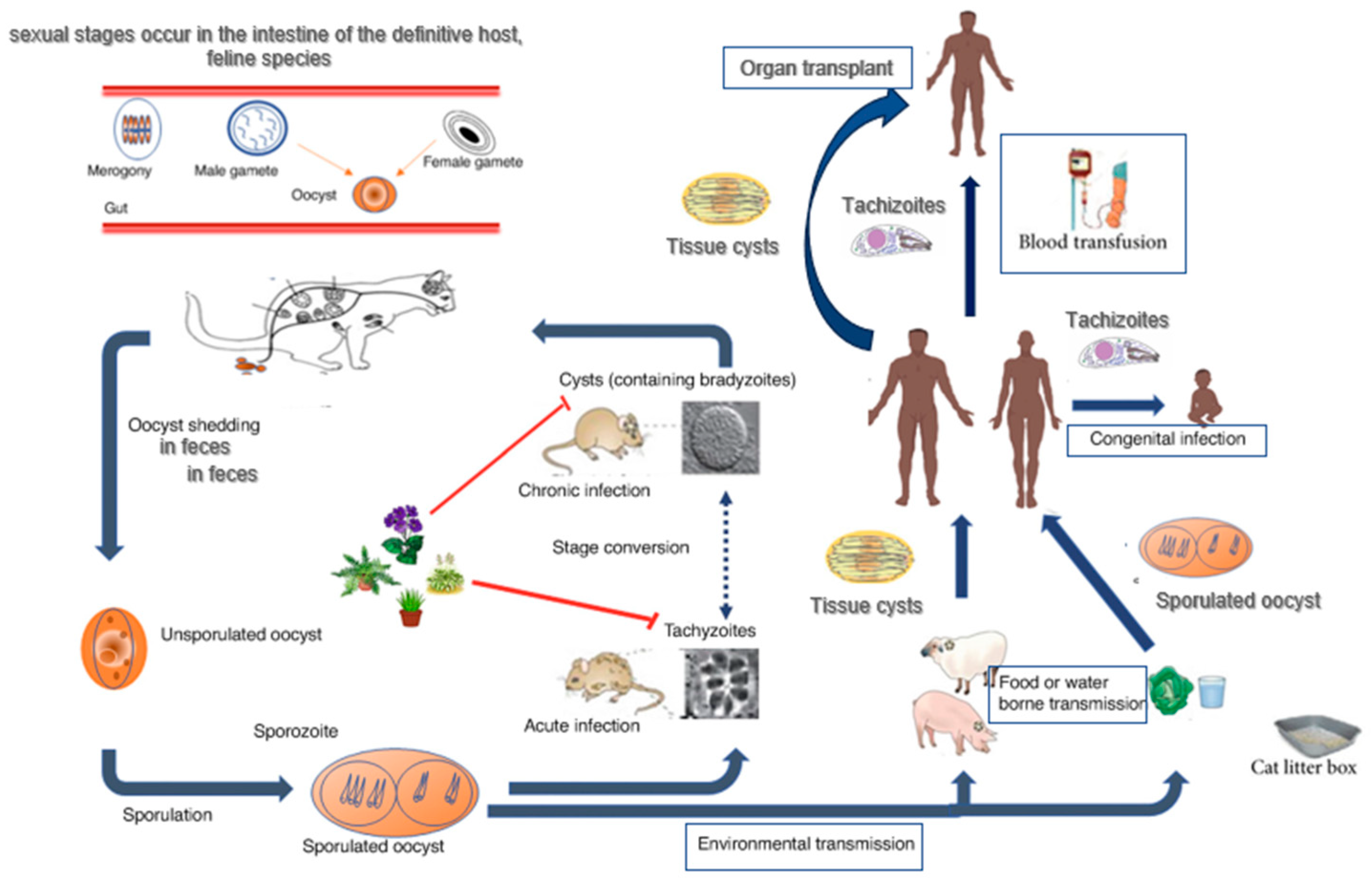 Microorganisms 12 00673 g001