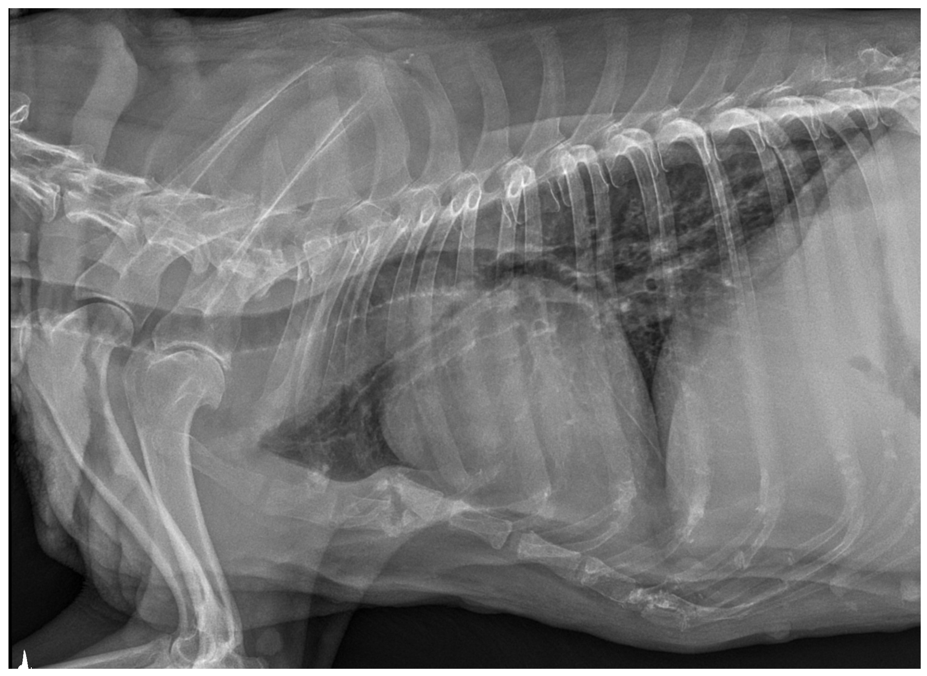 Microorganisms 12 00689 g001