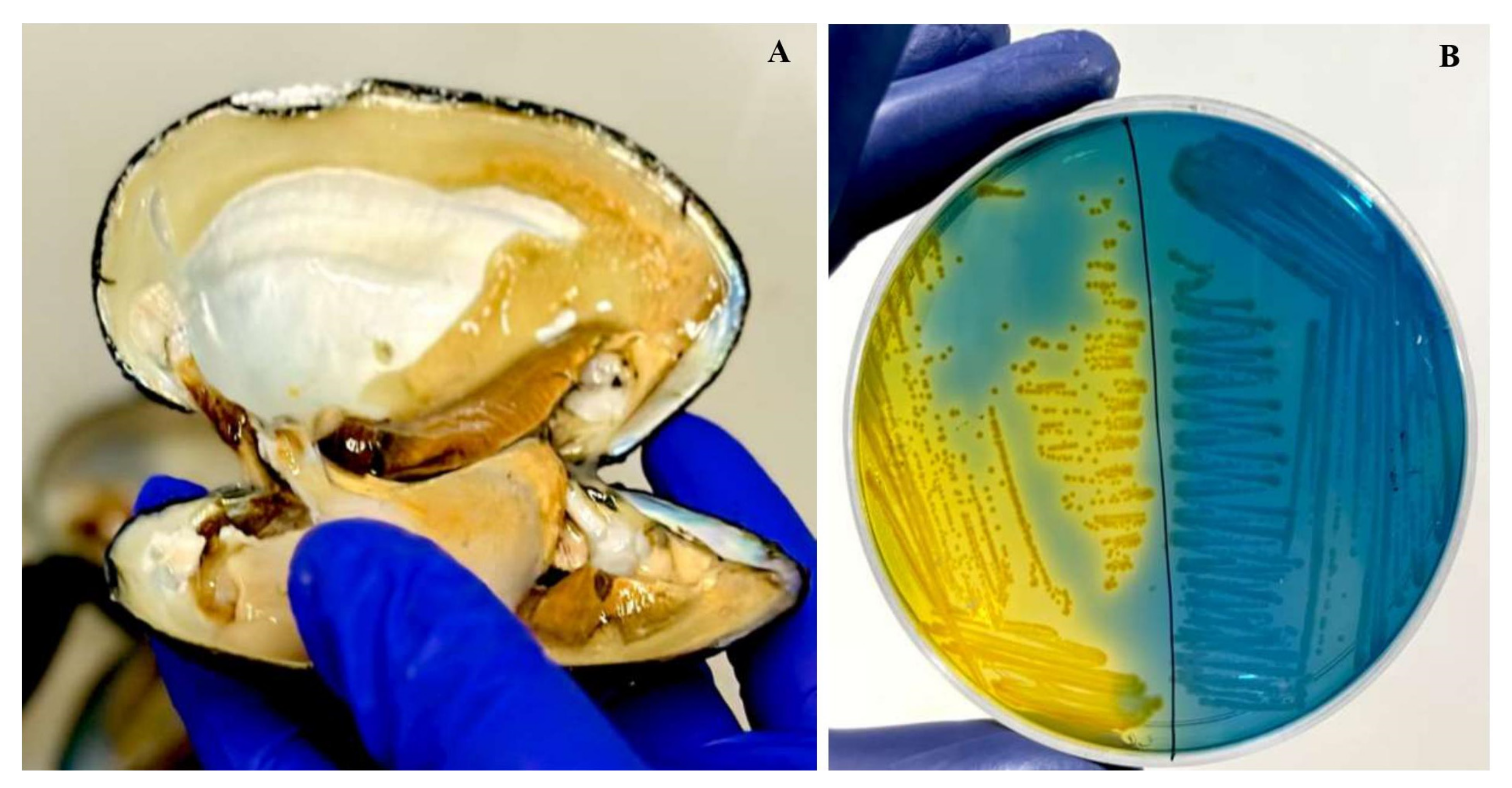 Microorganisms 12 00723 g002