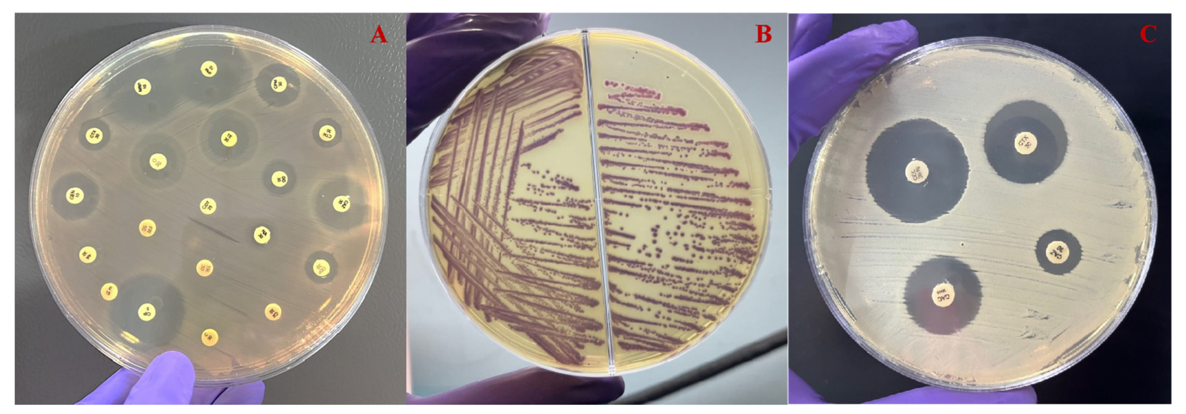 Microorganisms 12 00723 g003
