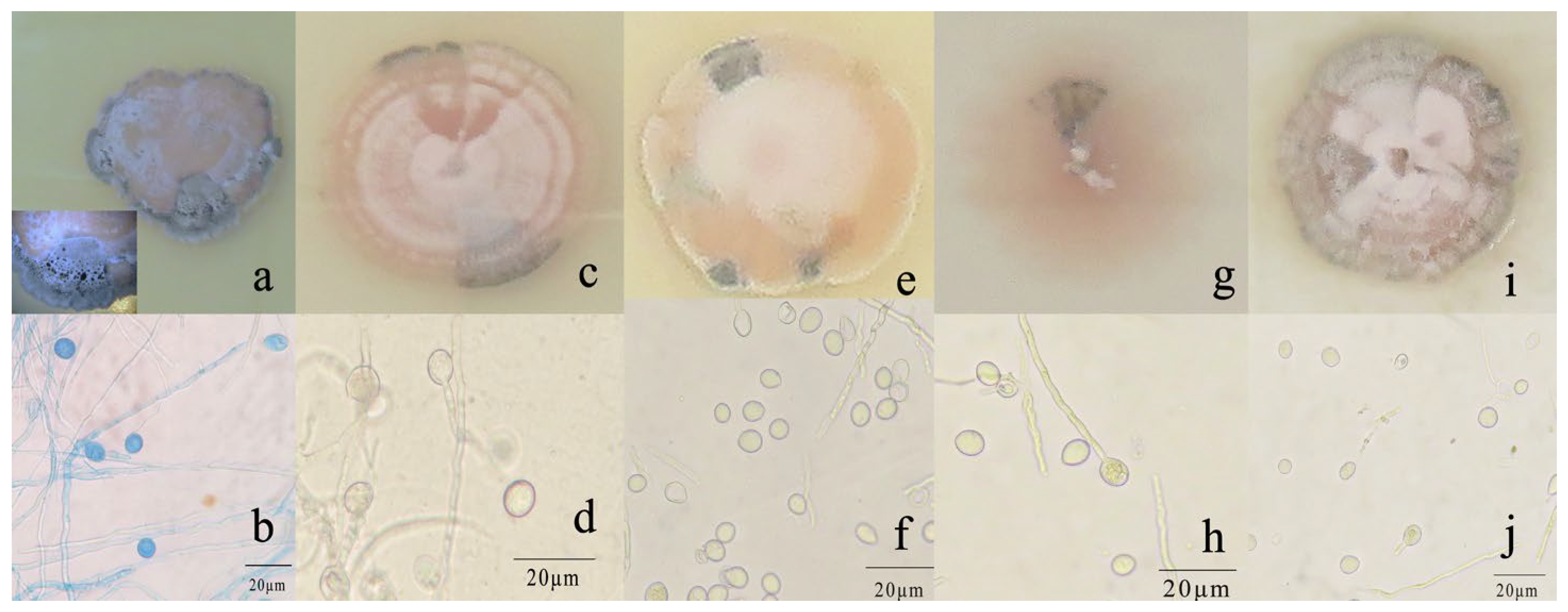 Microorganisms 12 00766 g003