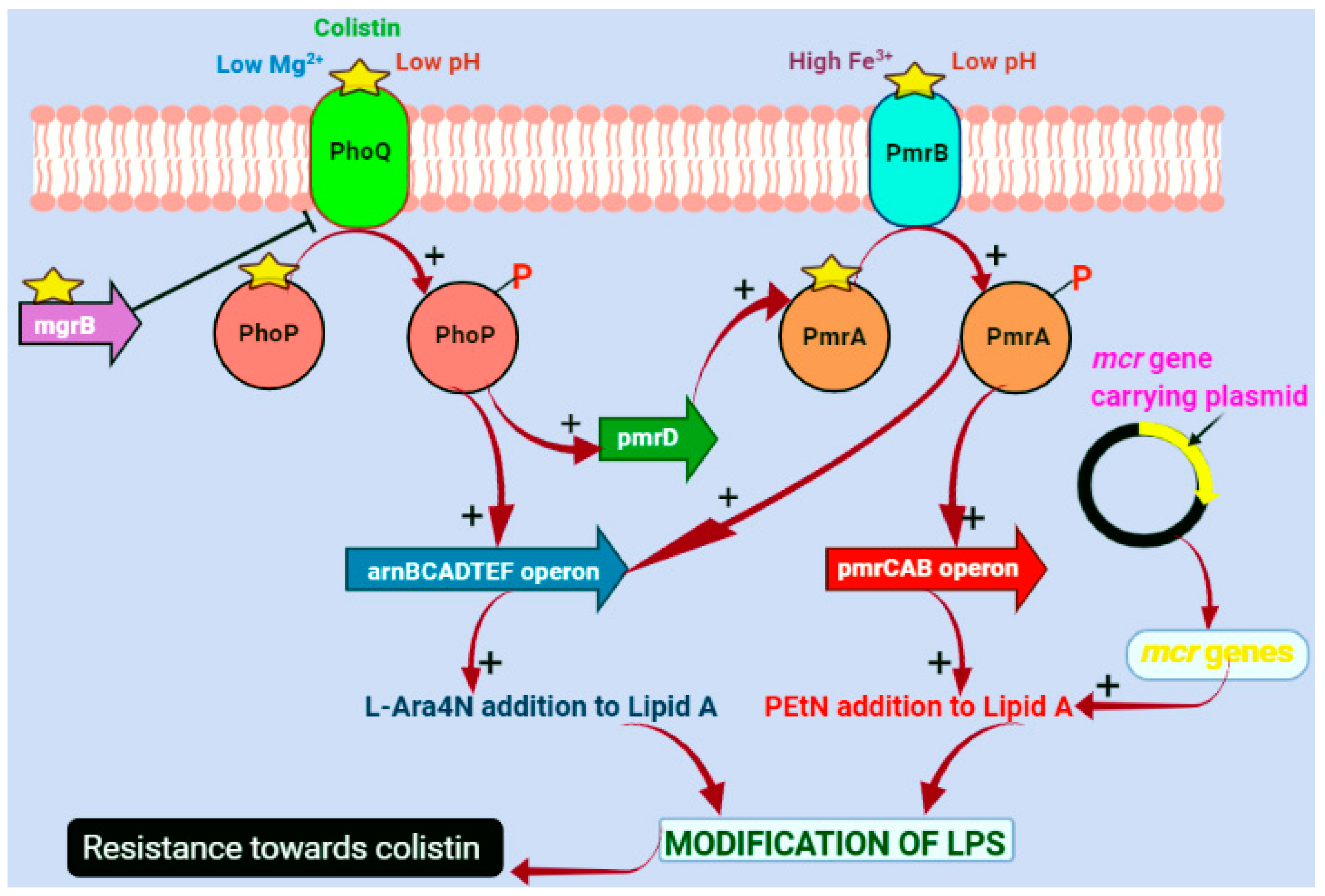 Microorganisms 12 00772 g002