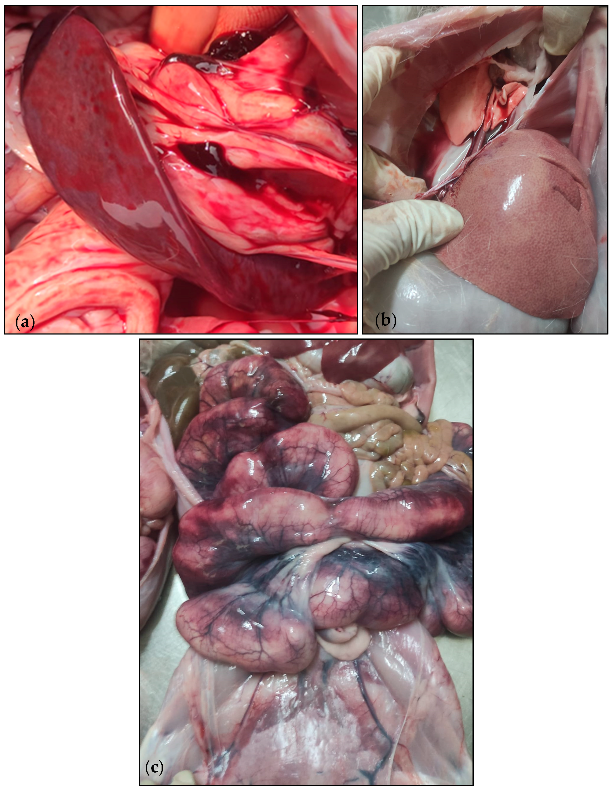 Microorganisms 12 00785 g002