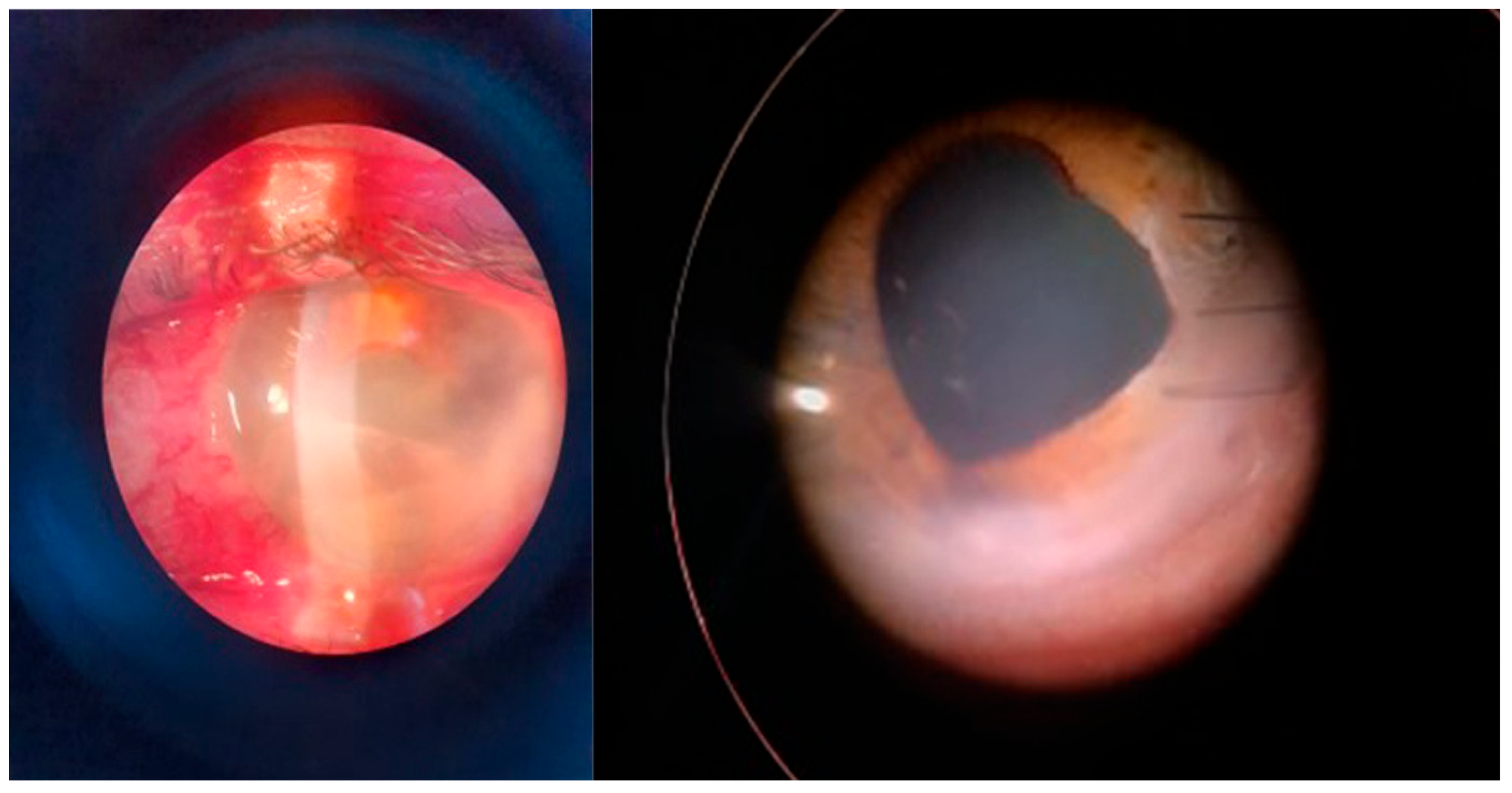 Microorganisms 12 00787 g004