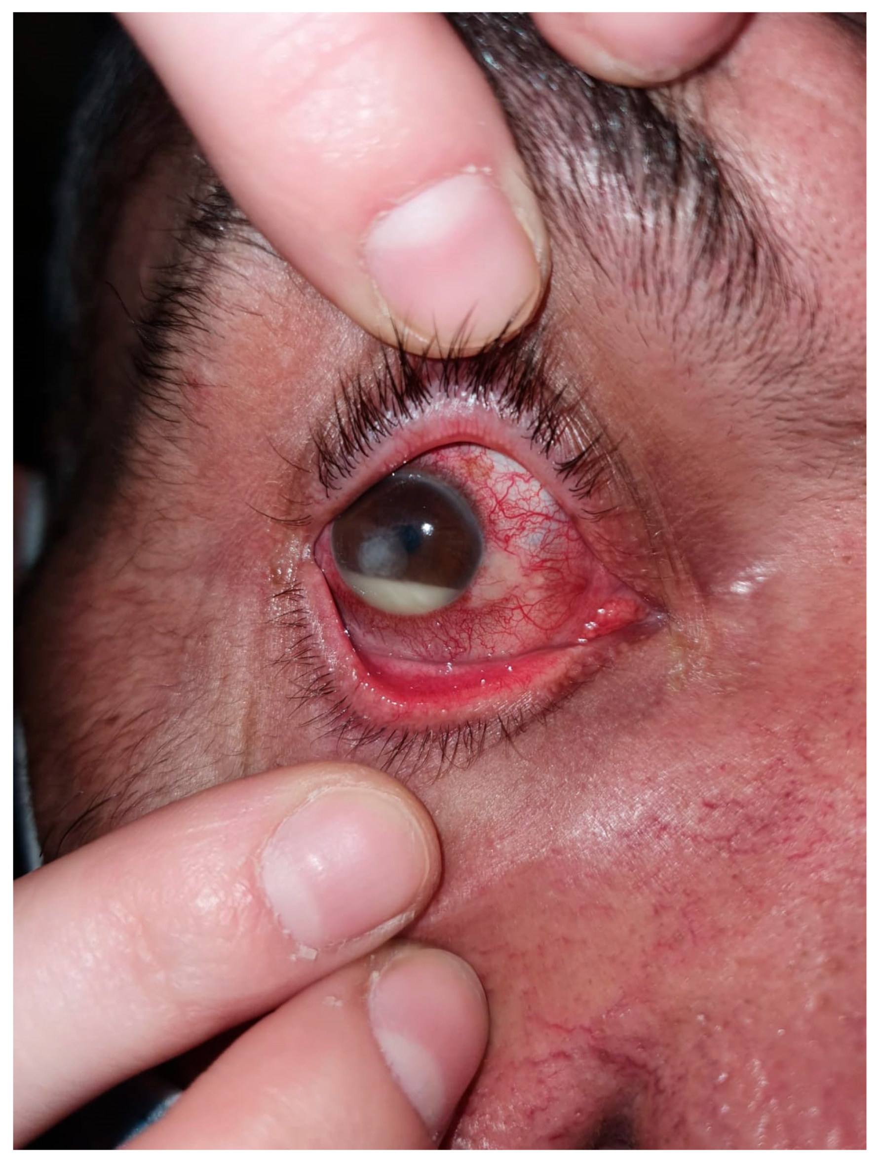 Microorganisms 12 00787 g005