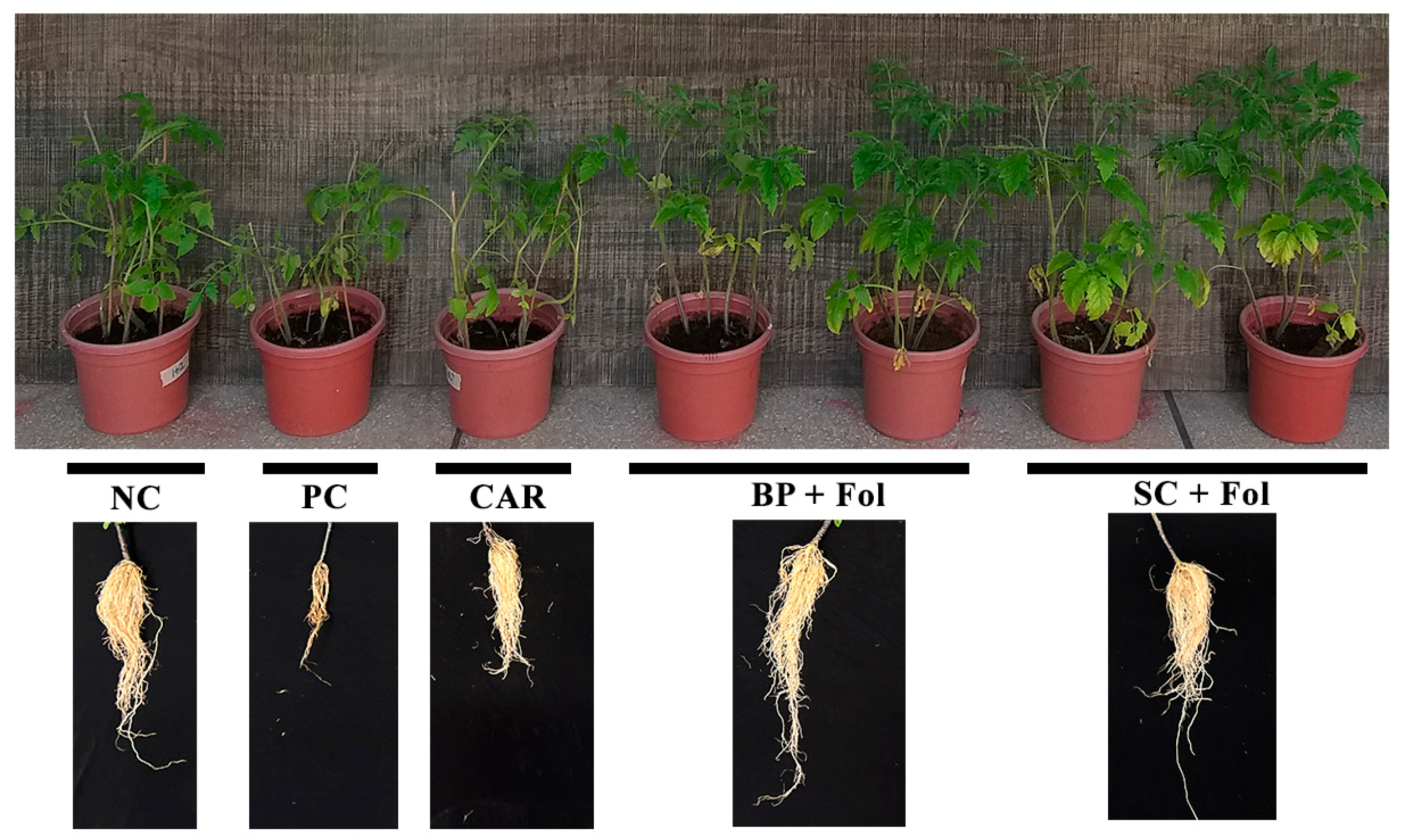 Microorganisms 12 00792 g004