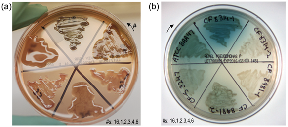 Microorganisms 12 00801 i002 Microorganisms 12 00801 i002