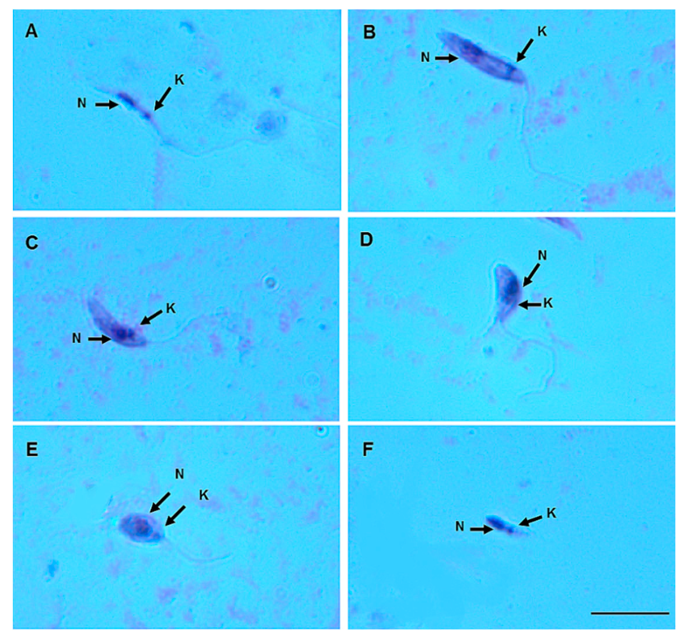 Microorganisms 12 00809 g005