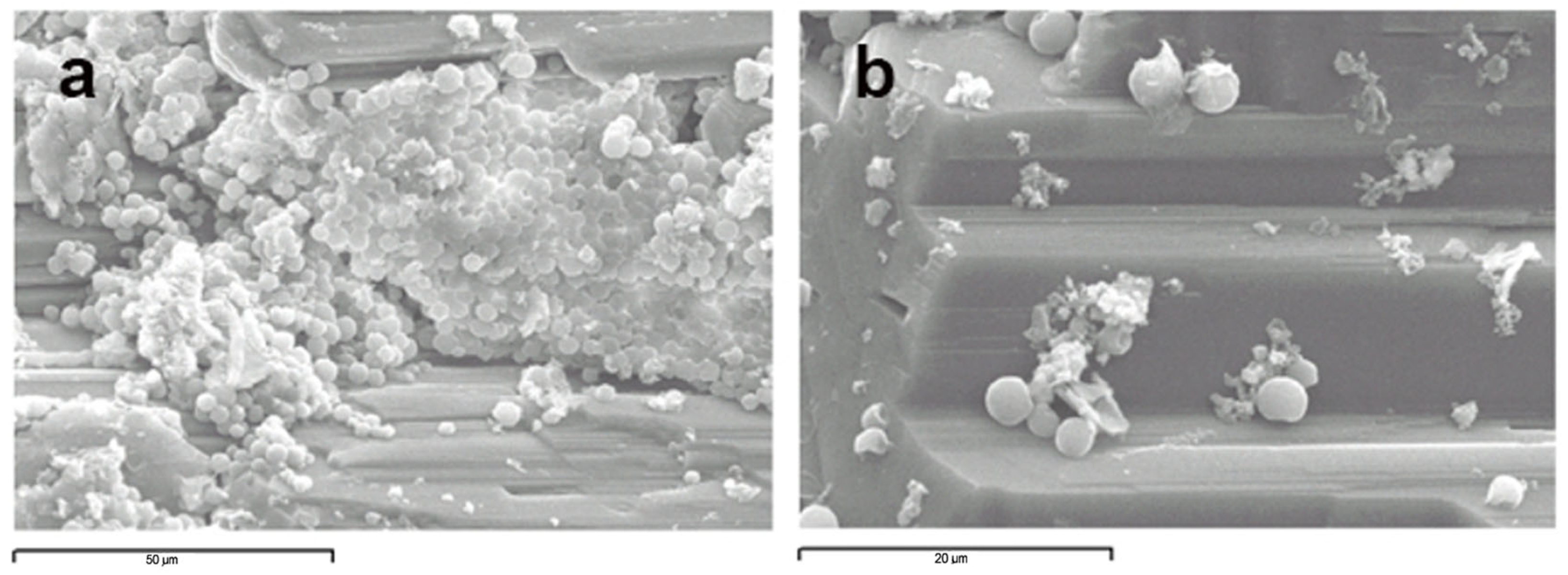 Microorganisms 12 00829 g004 Microorganisms 12 00829 g004