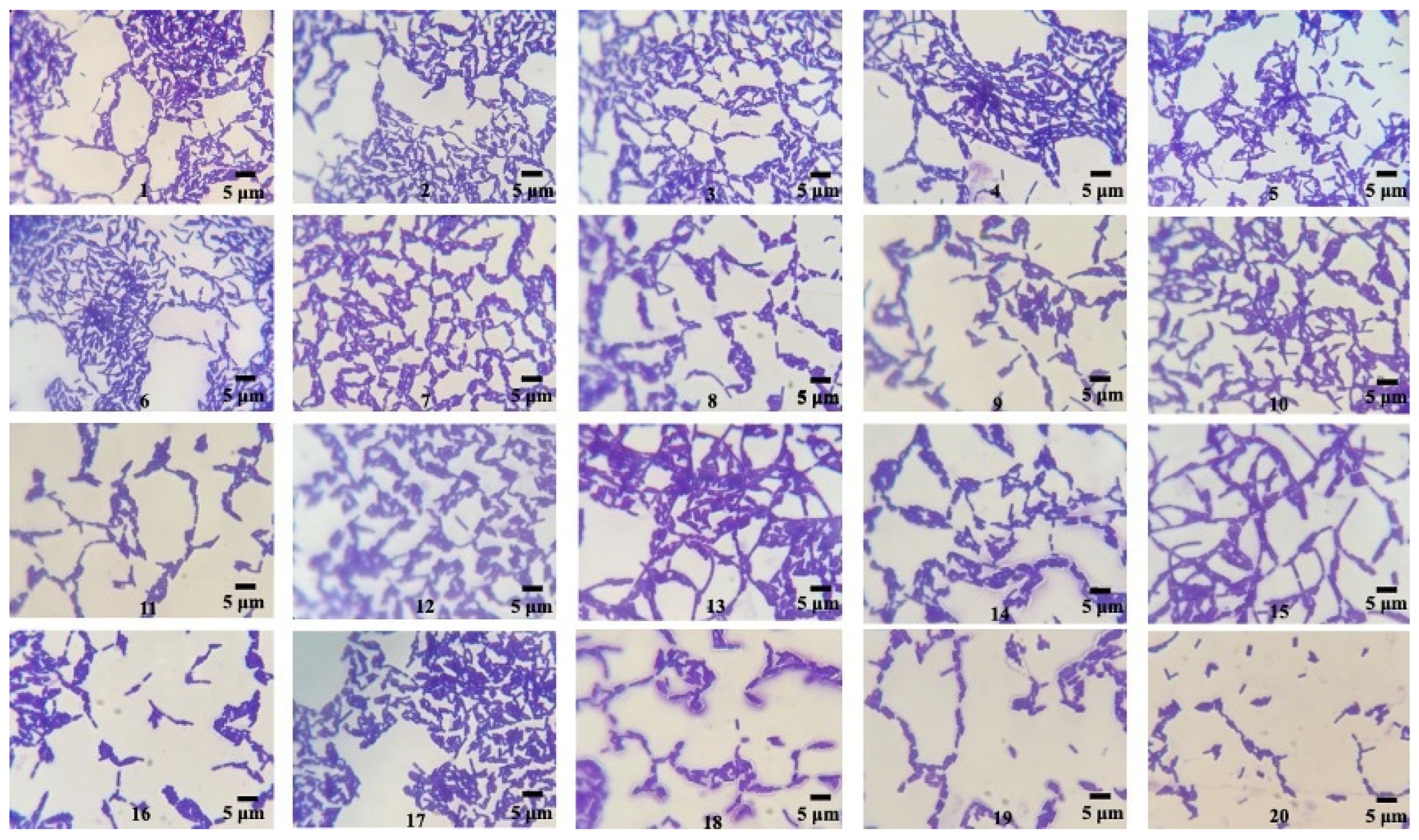 Microorganisms 12 00863 g001