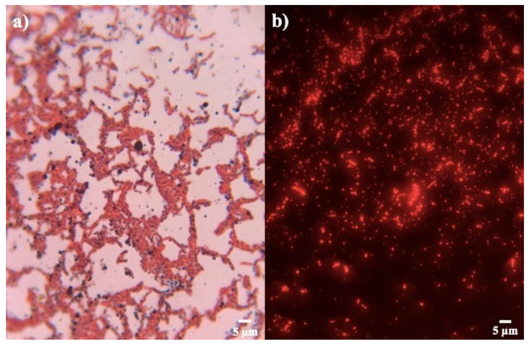 Microorganisms 12 00863 g002