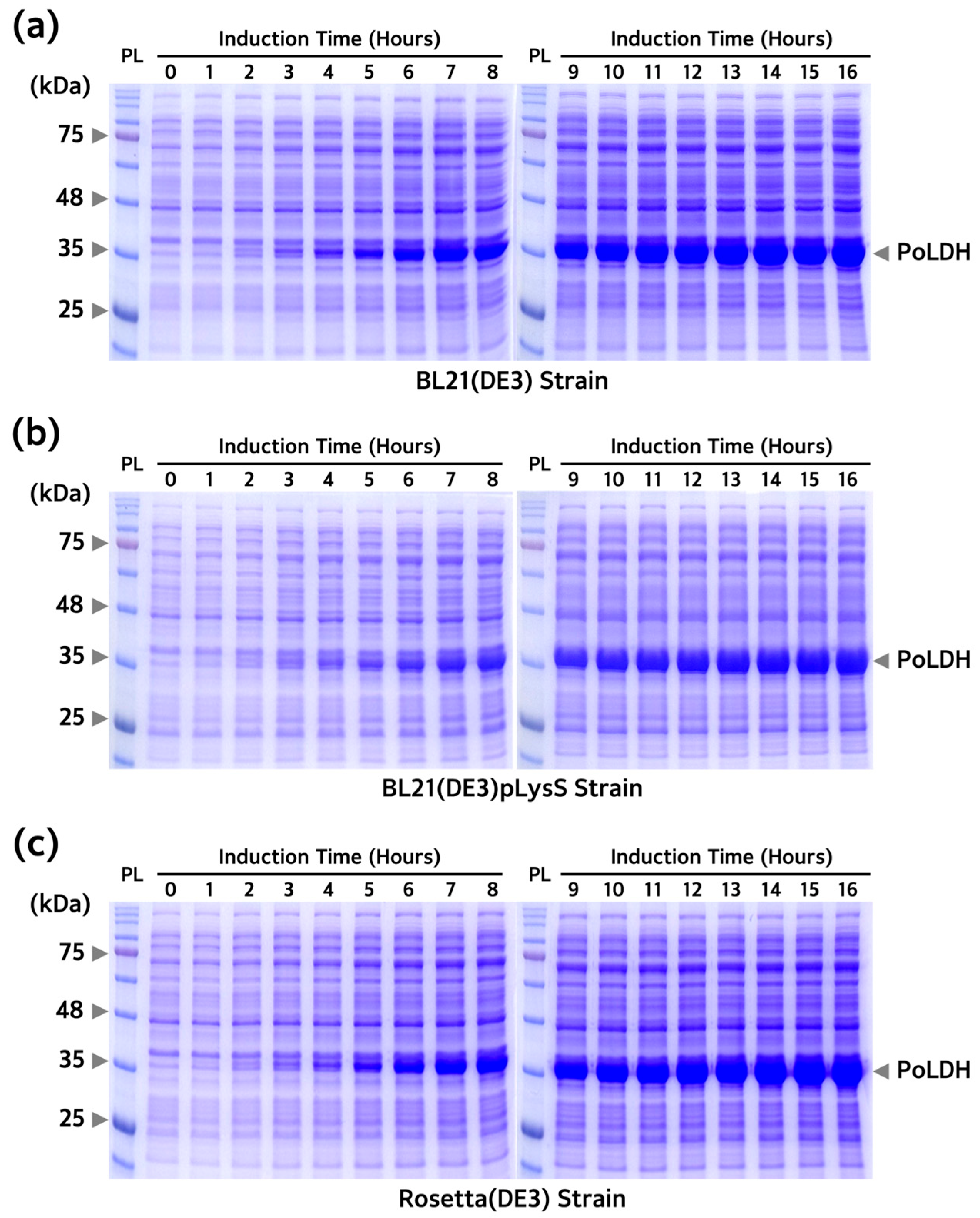 Microorganisms 12 00876 g003