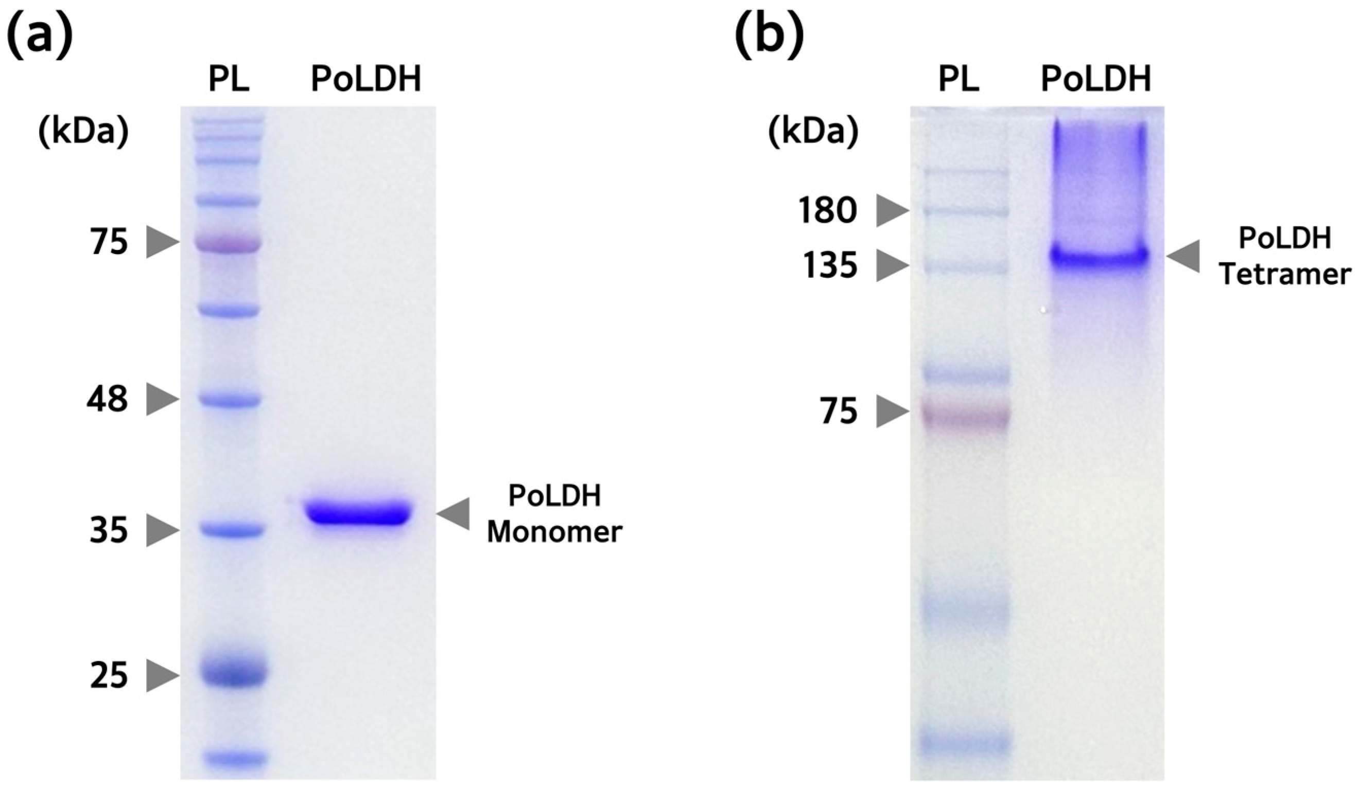 Microorganisms 12 00876 g006