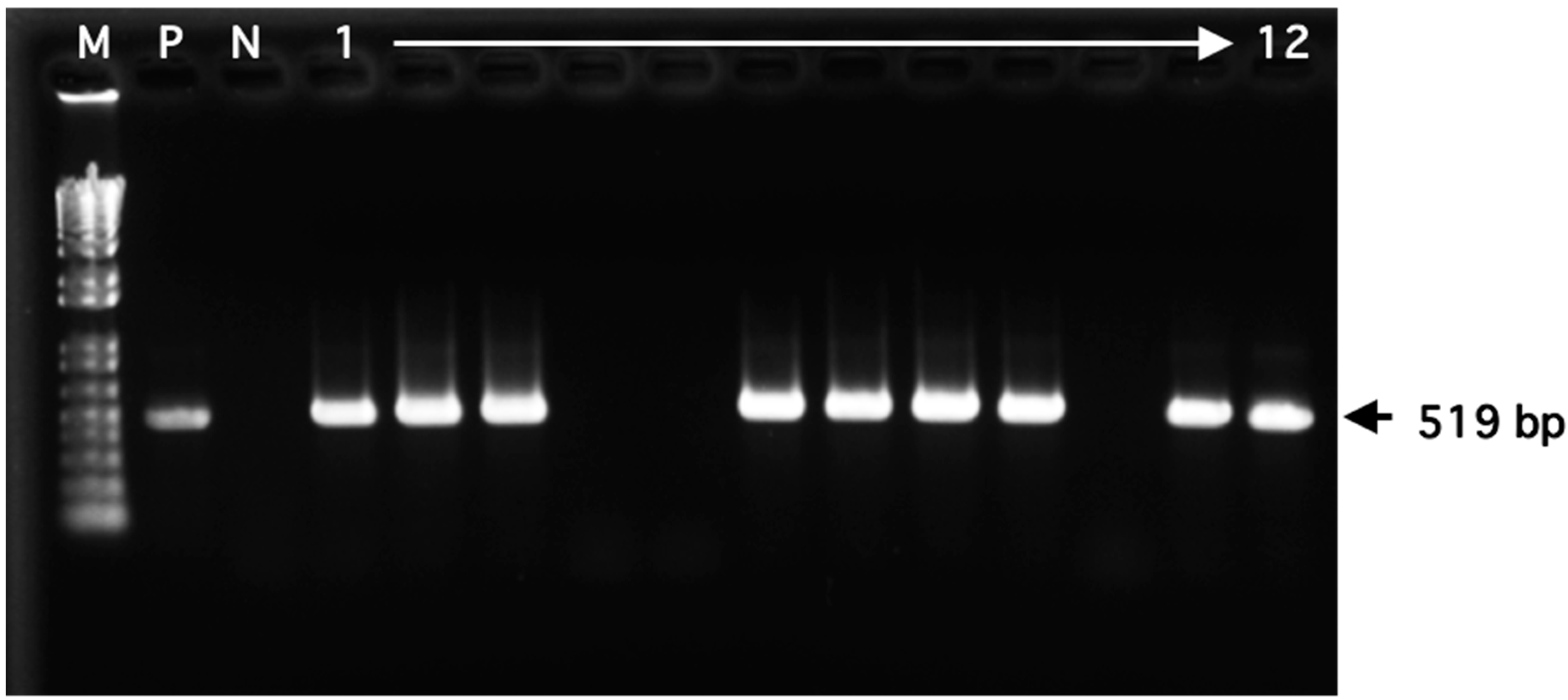 Microorganisms 12 00877 g002