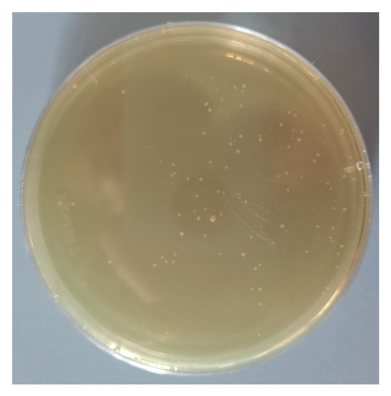 Microorganisms 12 00881 g003