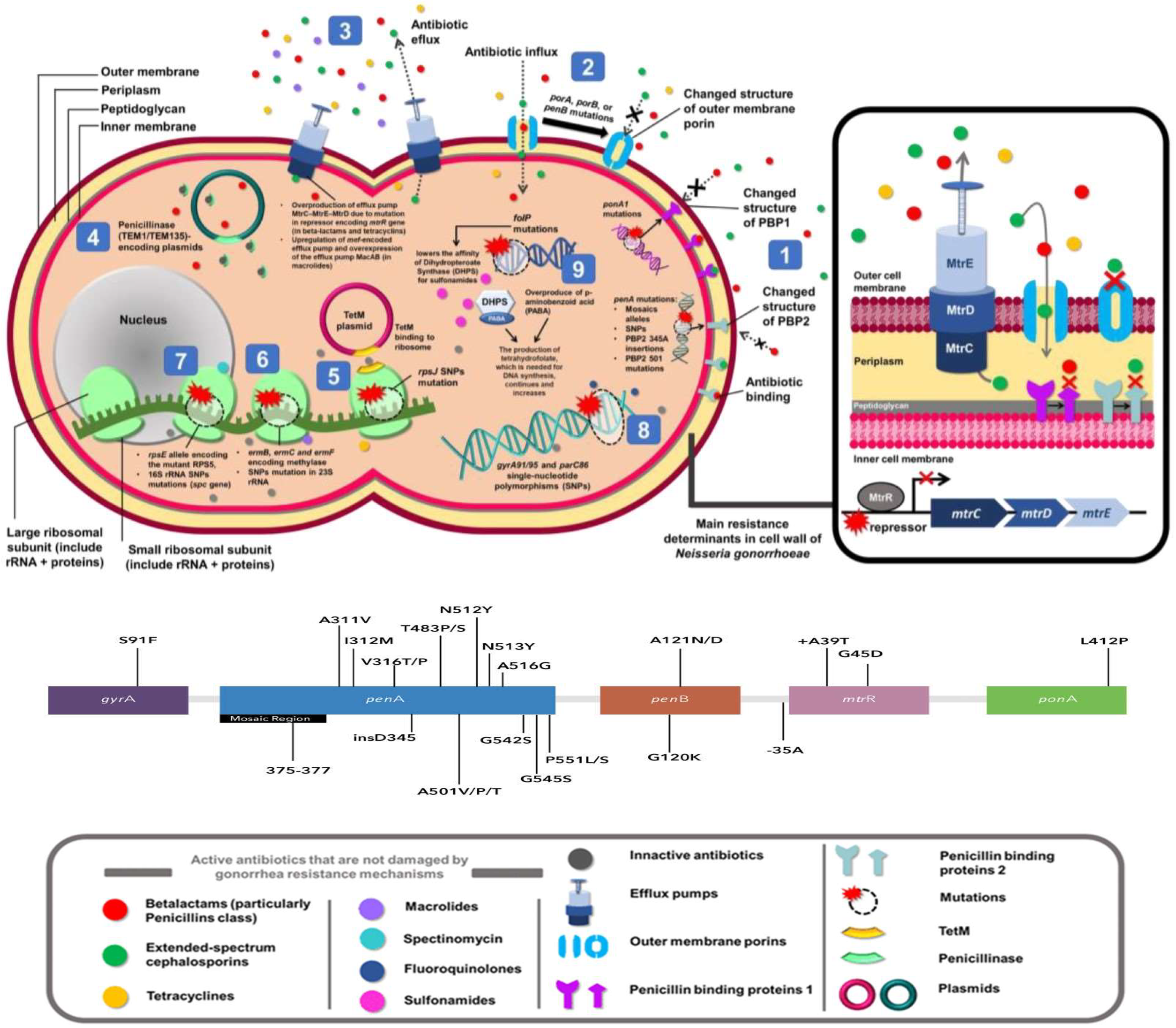 Microorganisms 12 00884 g002