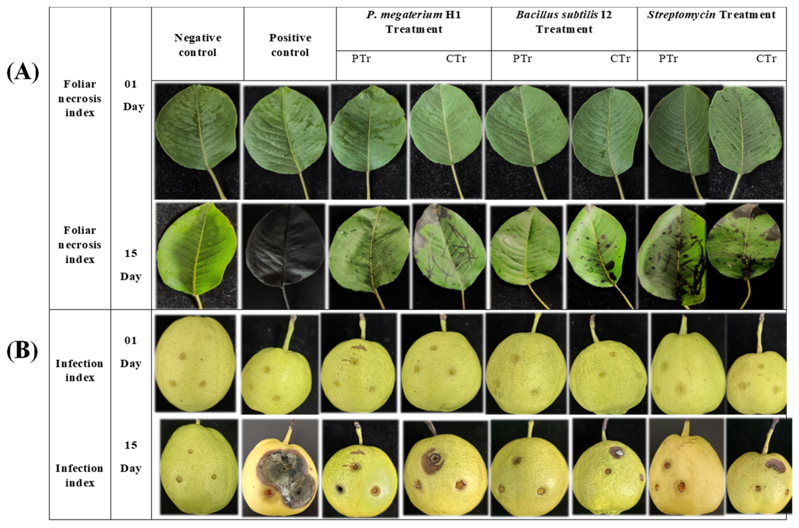 Microorganisms 12 00896 g006