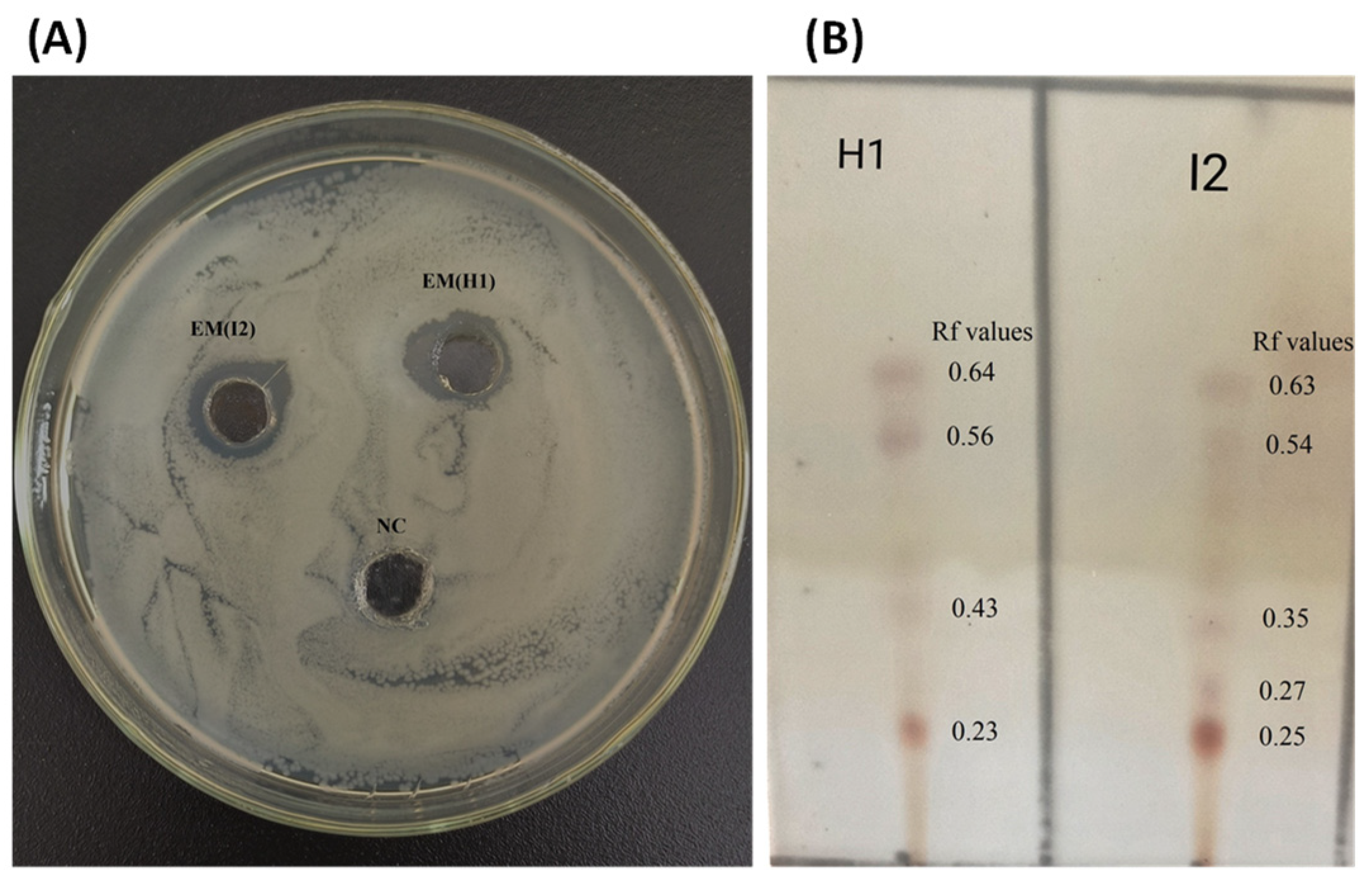 Microorganisms 12 00896 g008