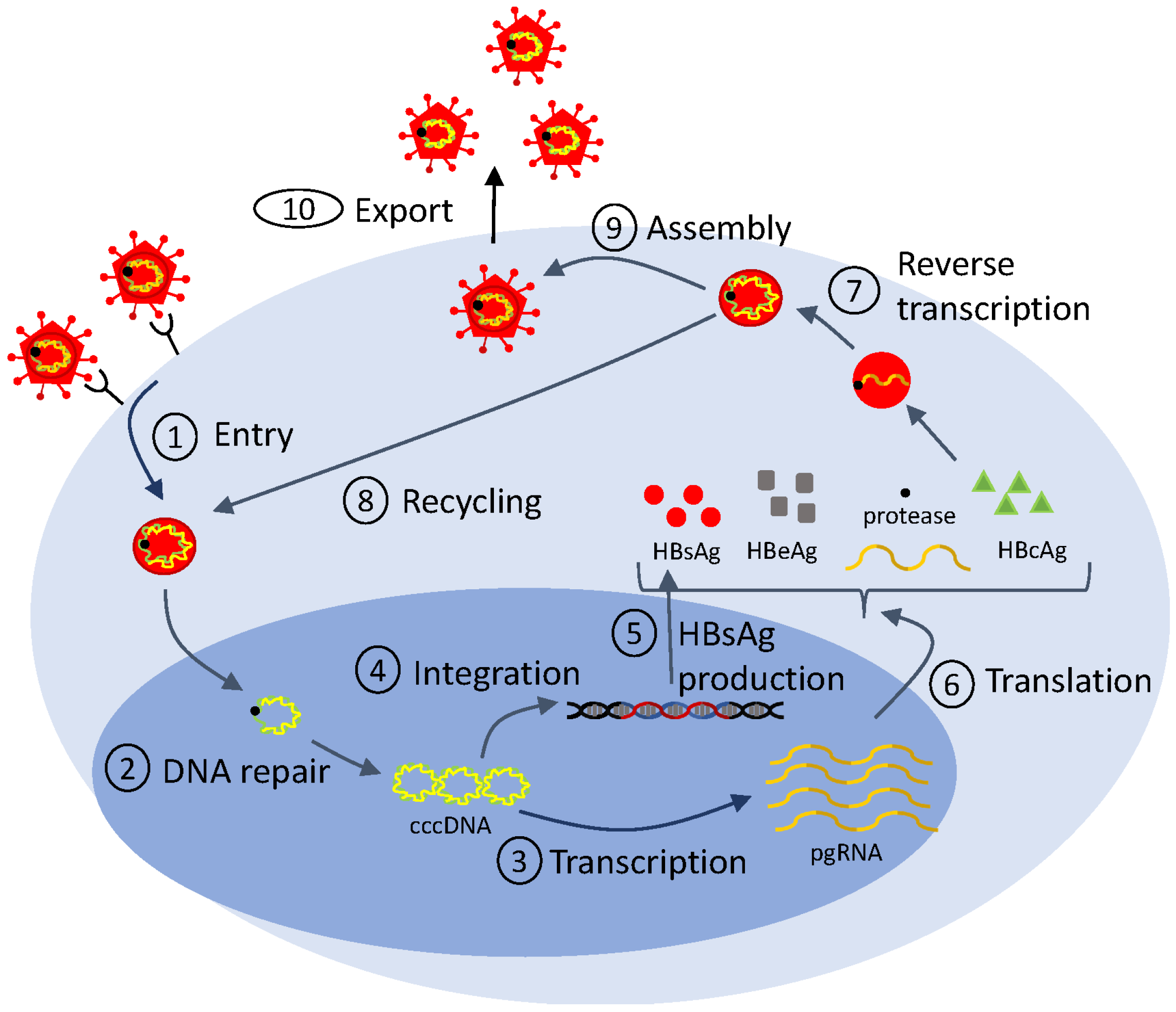 Microorganisms 12 00900 g003