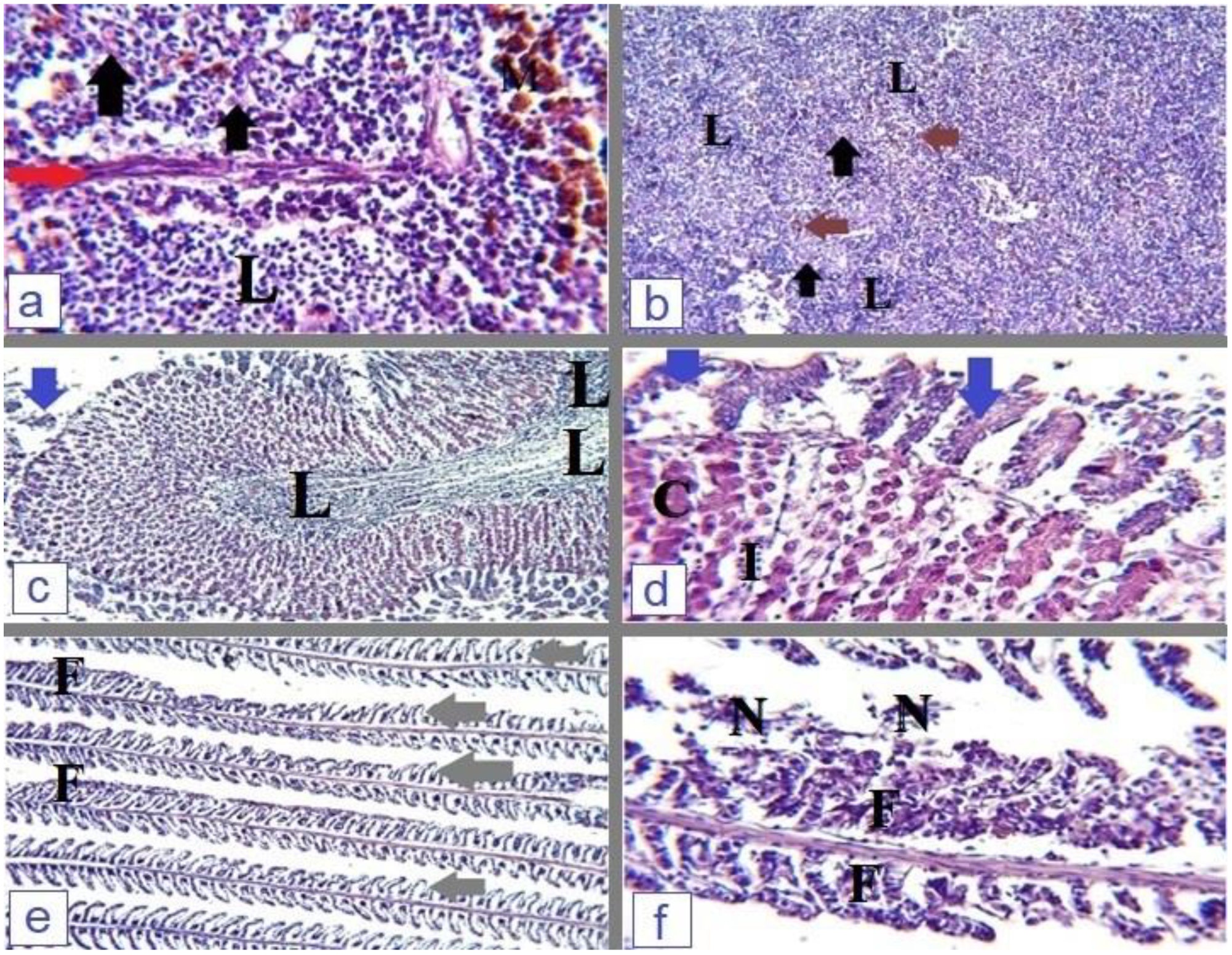 Microorganisms 12 00901 g004