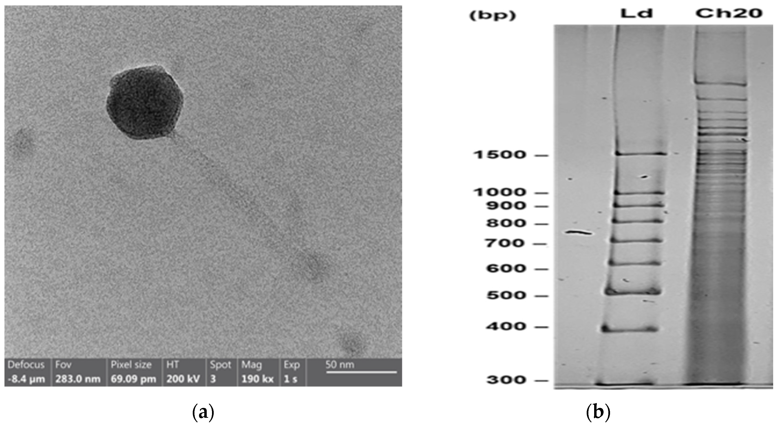 Microorganisms 12 00904 g002